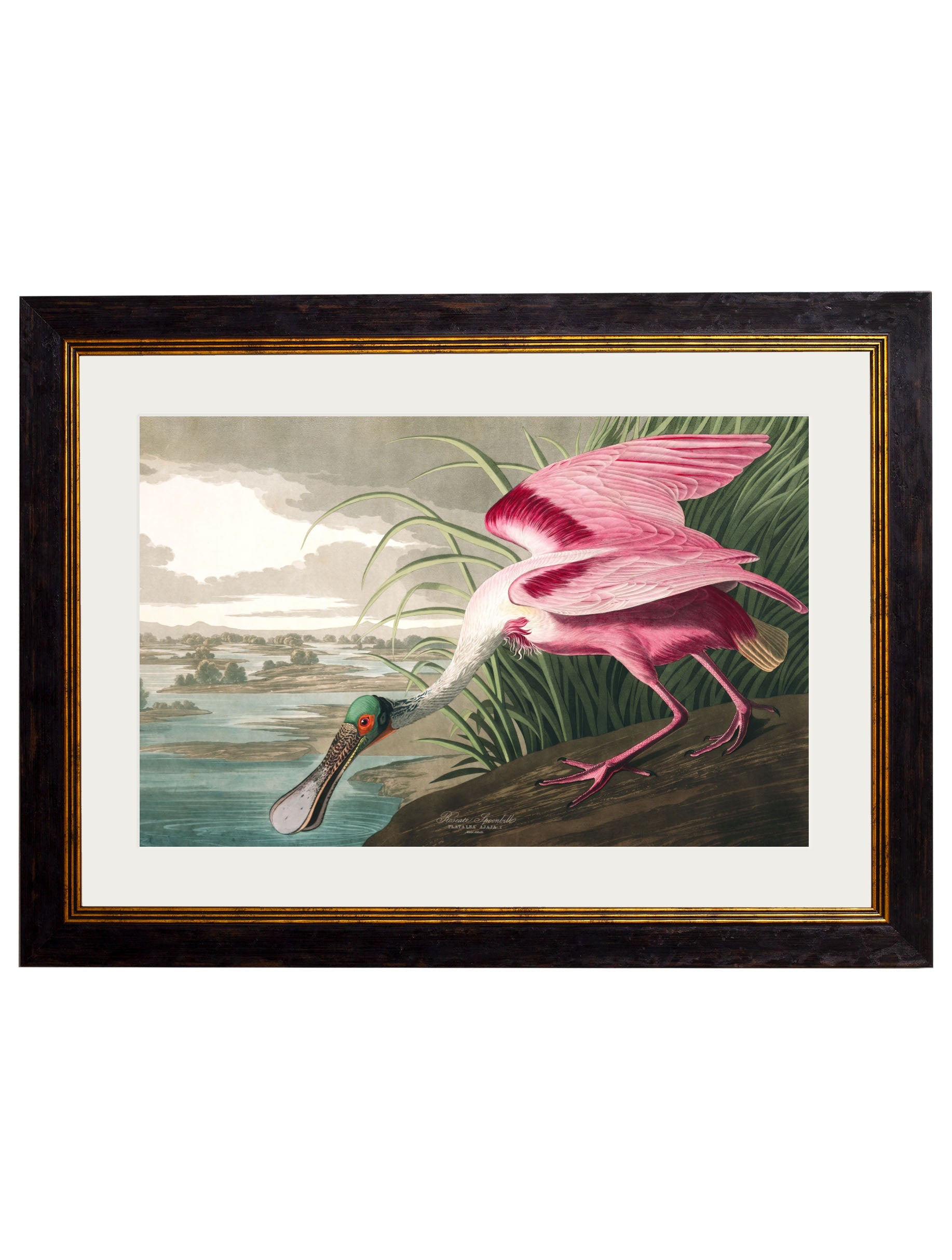 c.1838 Audubon's Birds of America