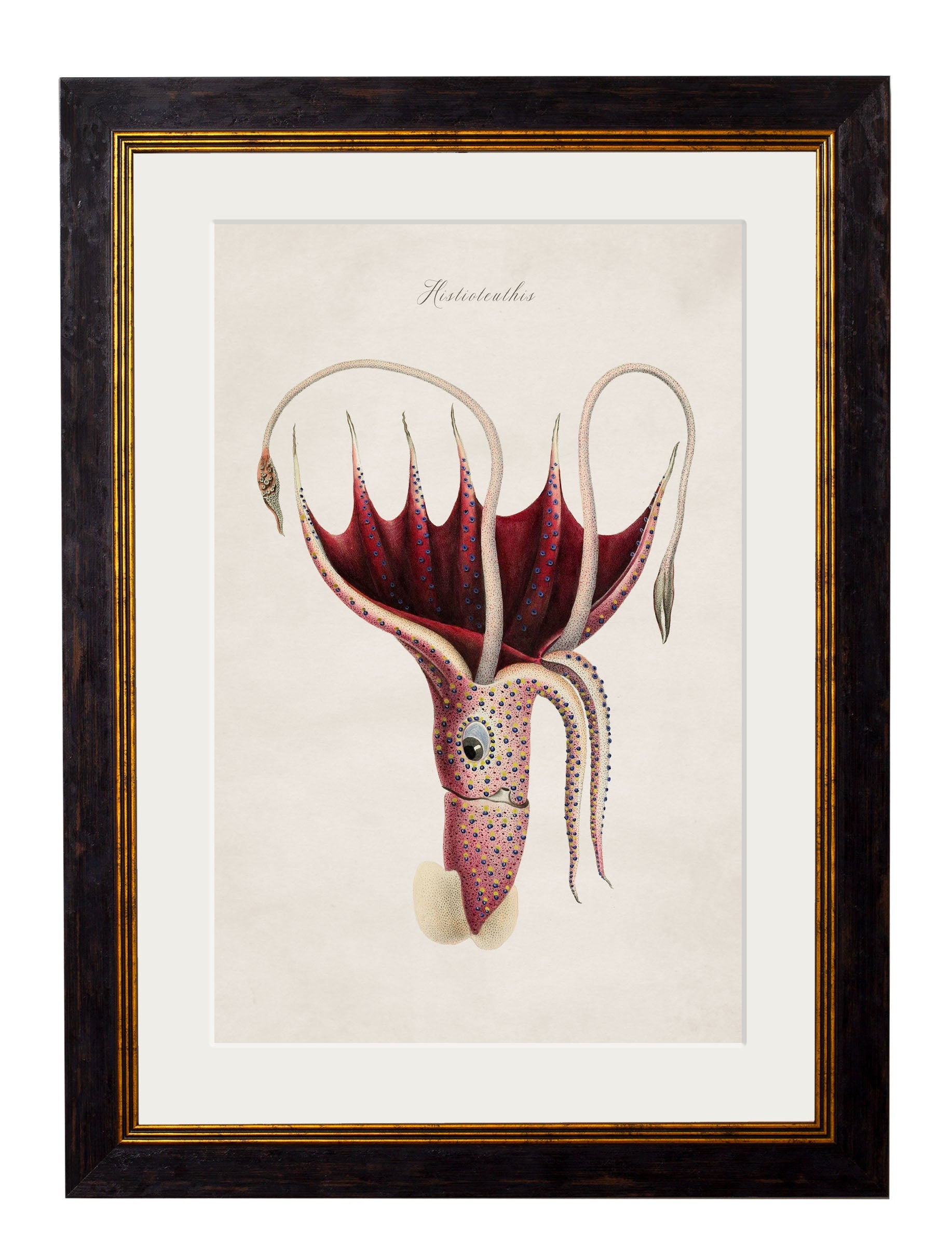 c.1876 Collection of Marine Animals | Vintage Natural History Framed Print