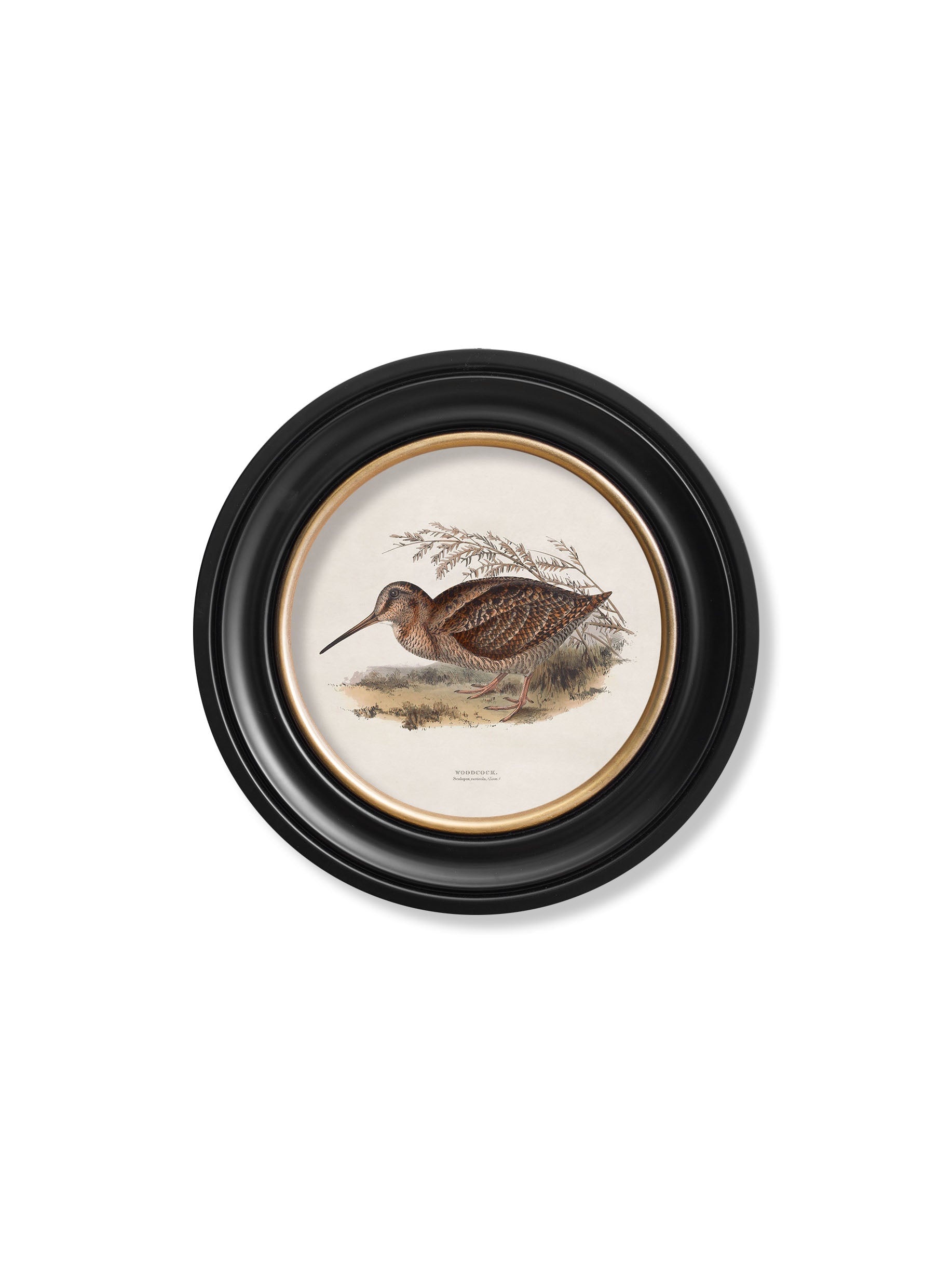 c.1837's British Game Birds - Round