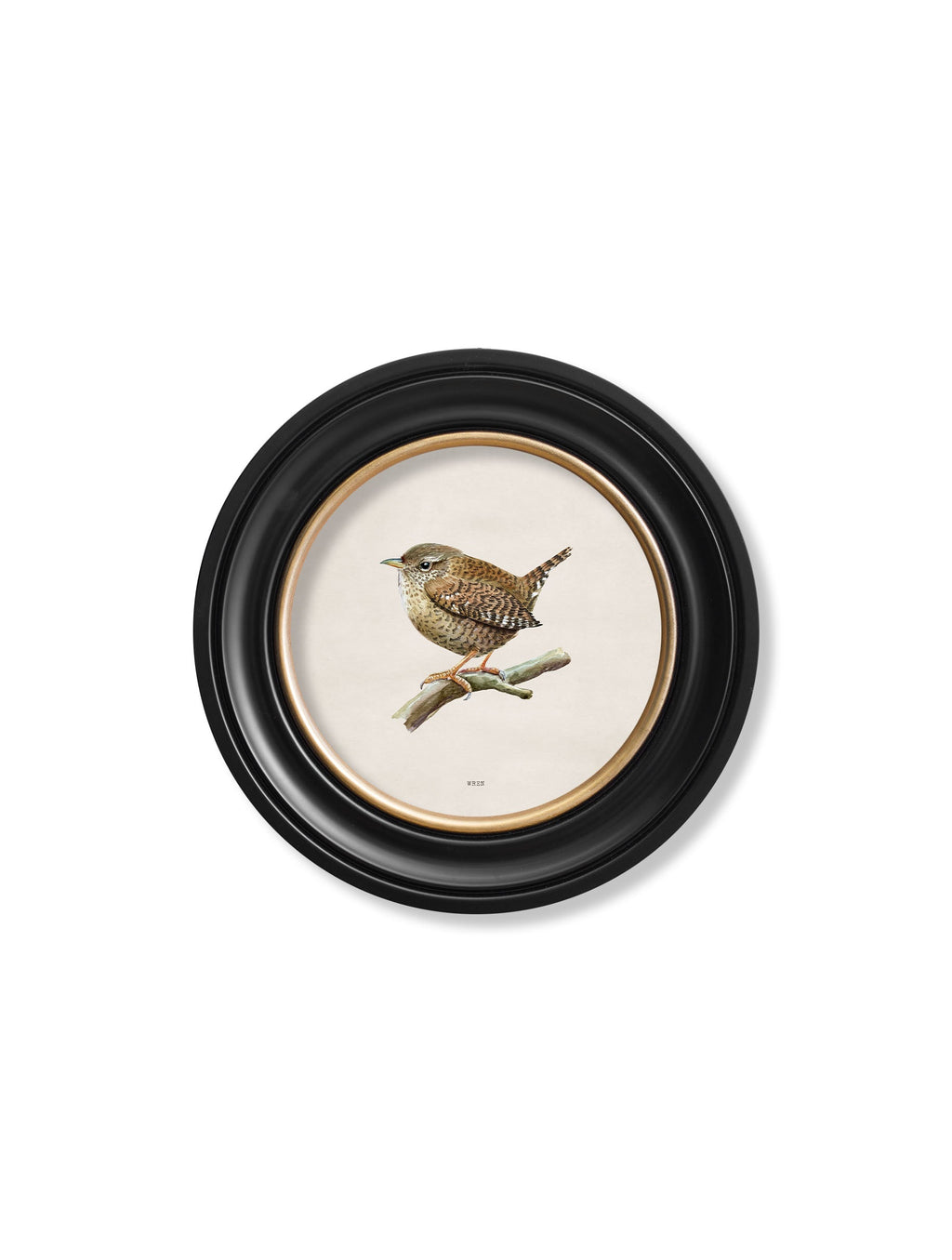Wren | British Bird Art Print in Round Frame