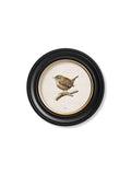 Wren | British Bird Art Print in Round Frame
