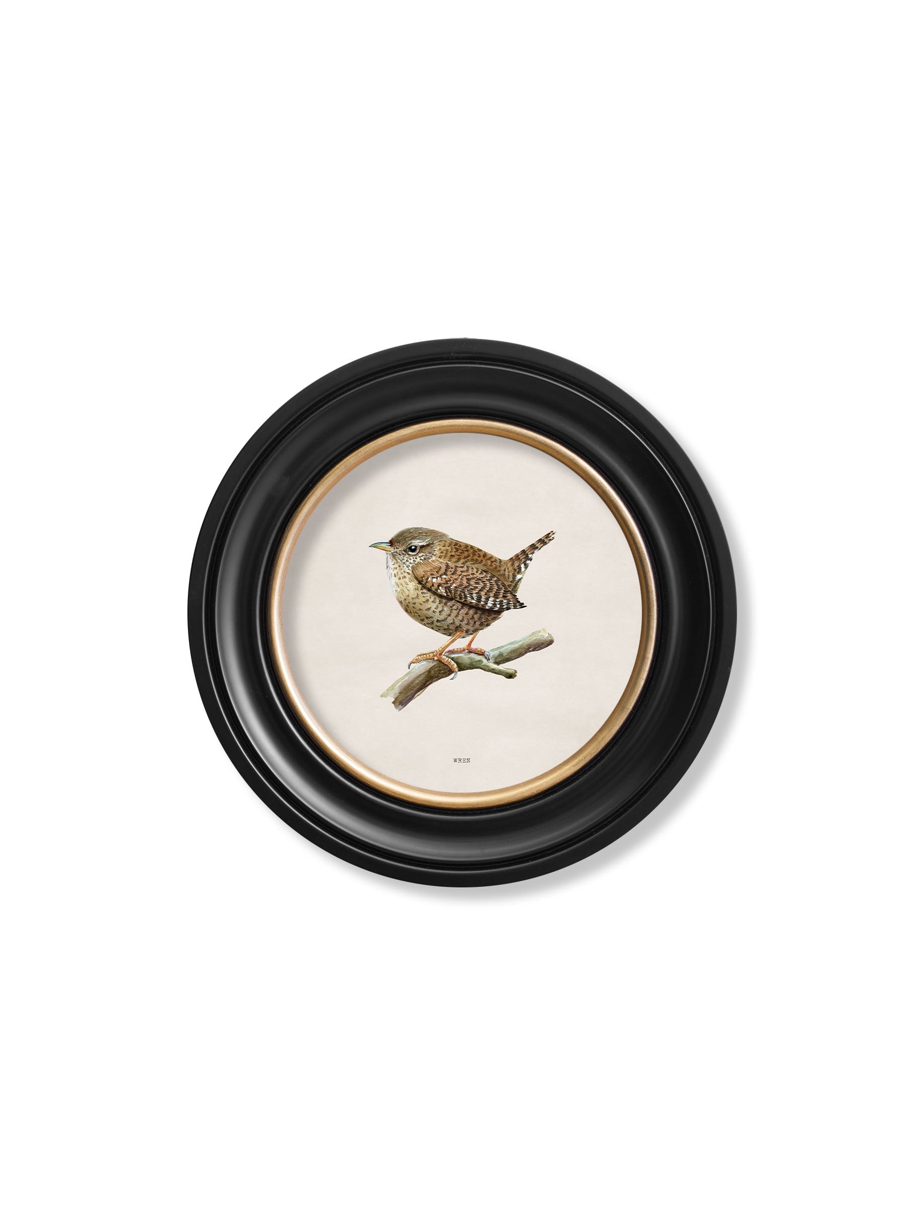Wren | British Bird Art Print in Round Frame