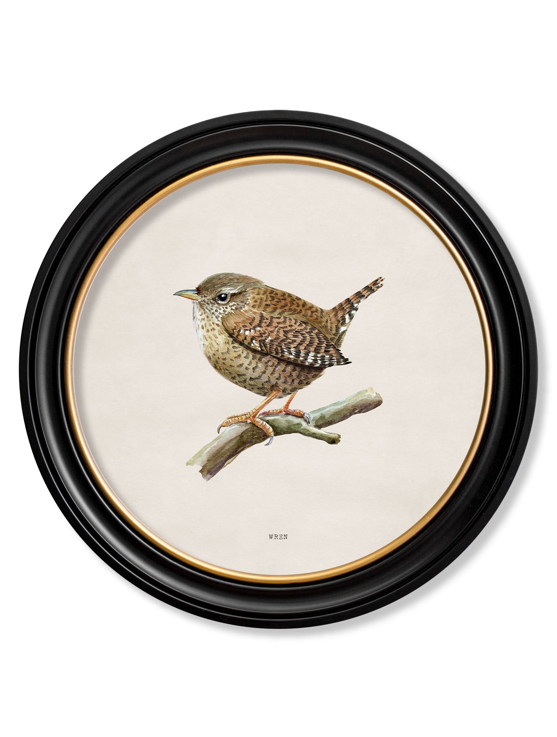 Wren | British Bird Art Print in Round Frame