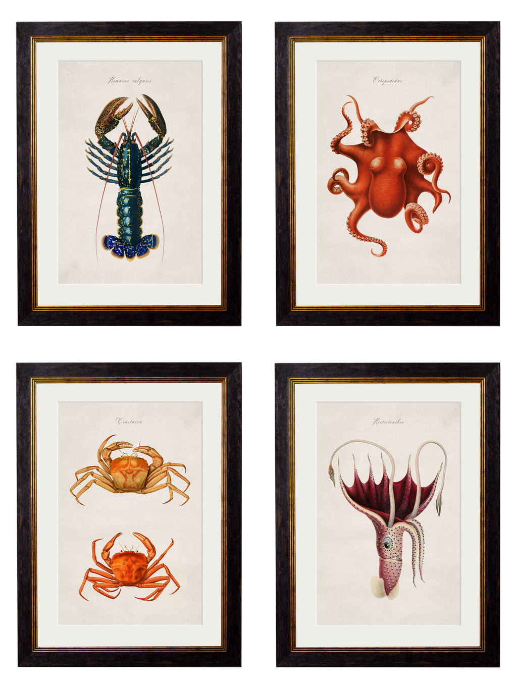 c.1876 Collection of Marine Animals | Vintage Natural History Framed Print