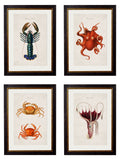 c.1876 Collection of Marine Animals | Vintage Natural History Framed Print