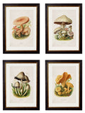 c.1913 Edible Mushrooms