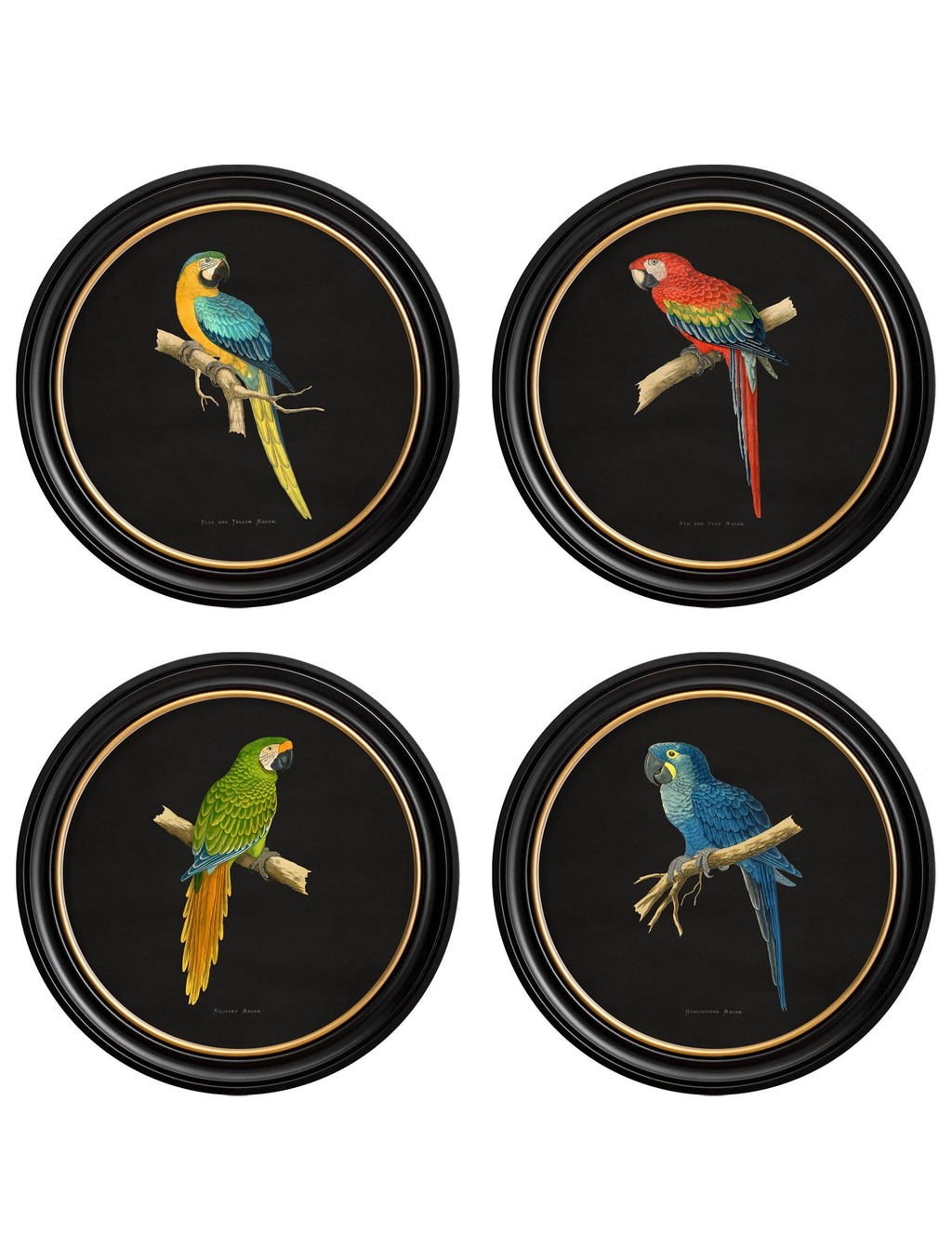 C.1884 Collection of Macaws in Round Frames - Black