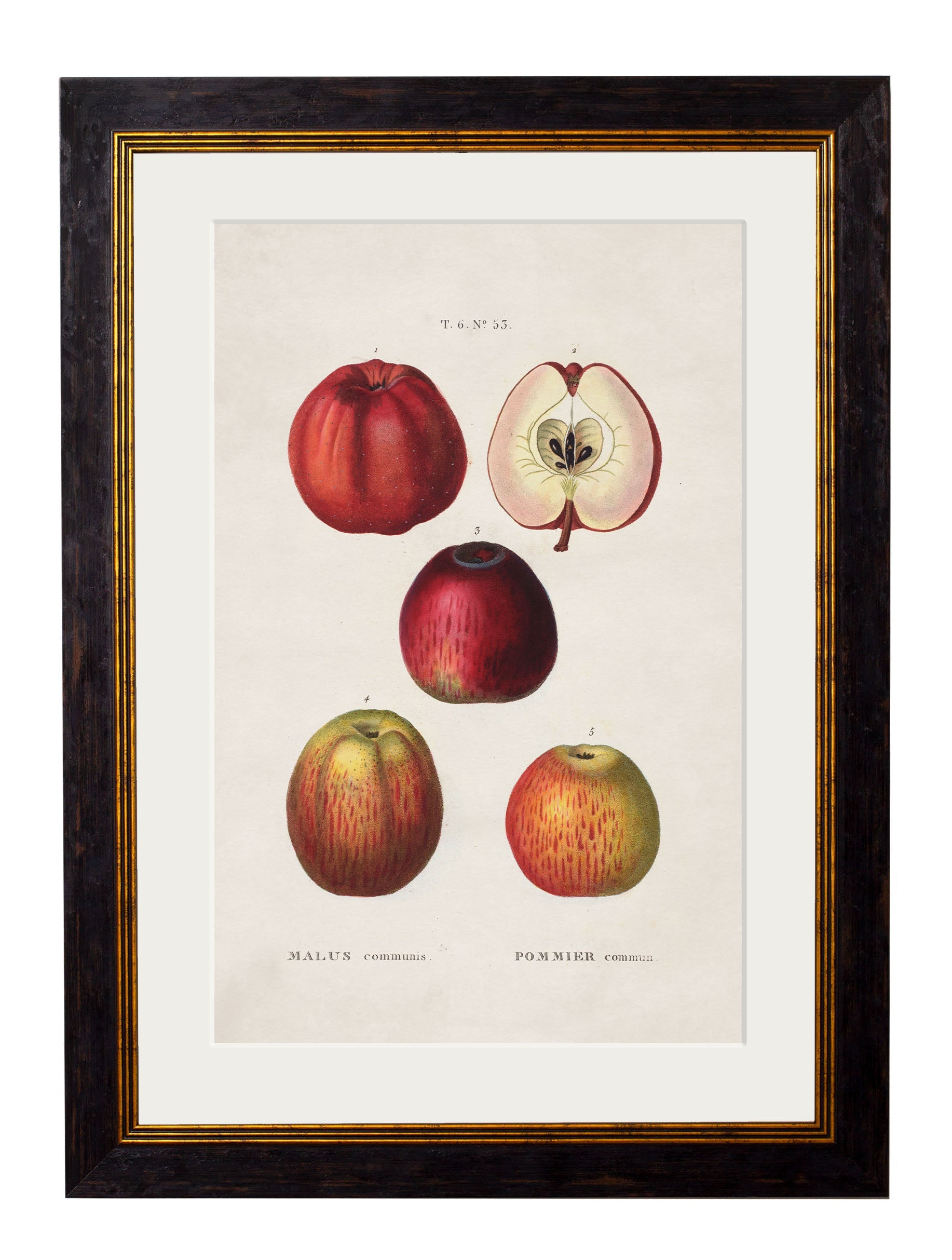 c.1819 Study of British Fruit | Vintage Botanical Framed Print