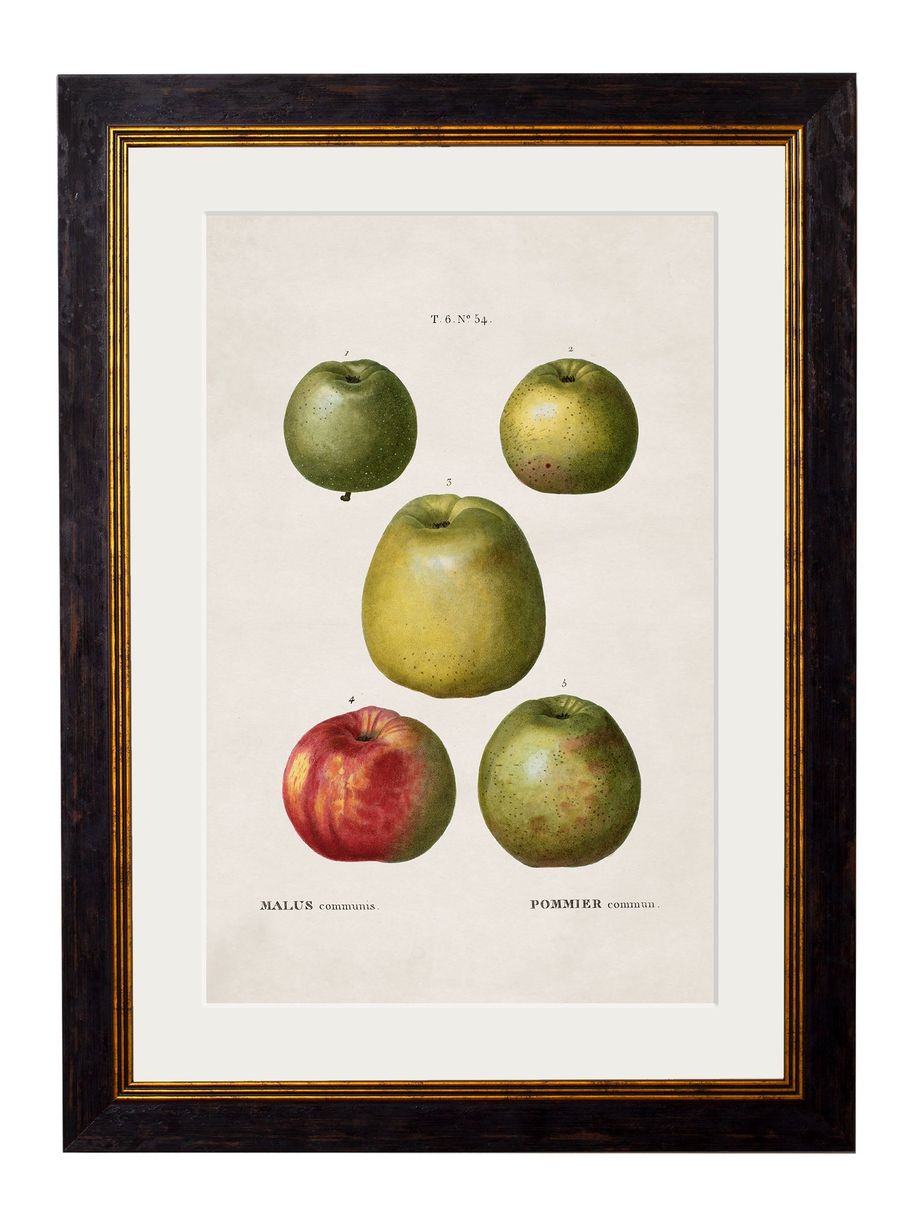 c.1819 Study of British Fruit | Vintage Botanical Framed Print
