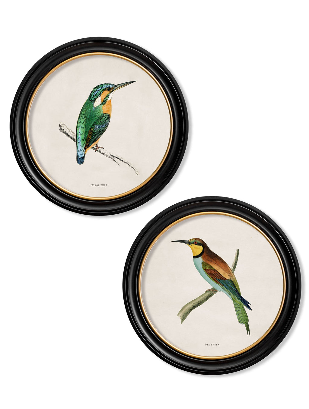 c.1870 Kingfisher and Bee Eater