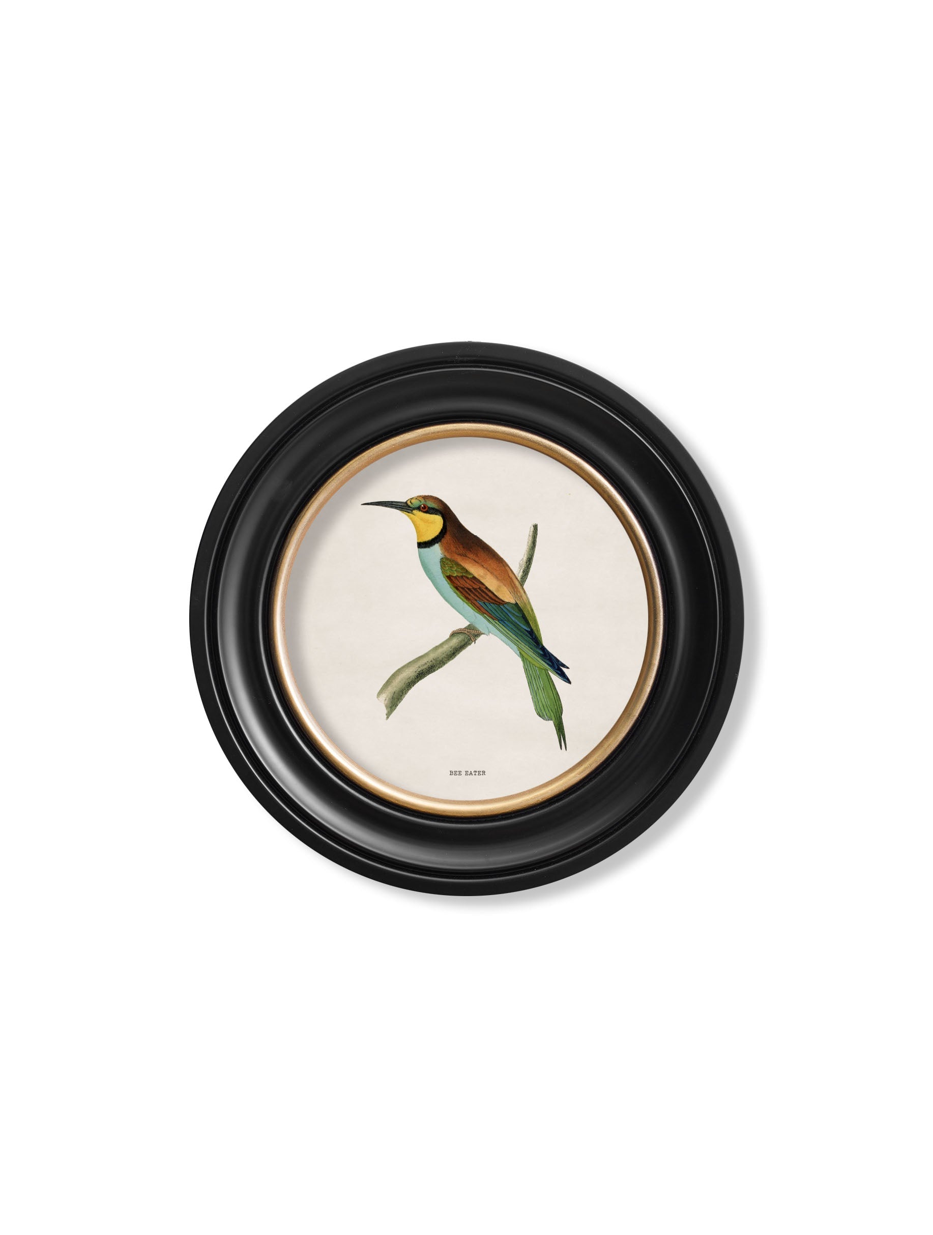c.1870 Kingfisher and Bee Eater