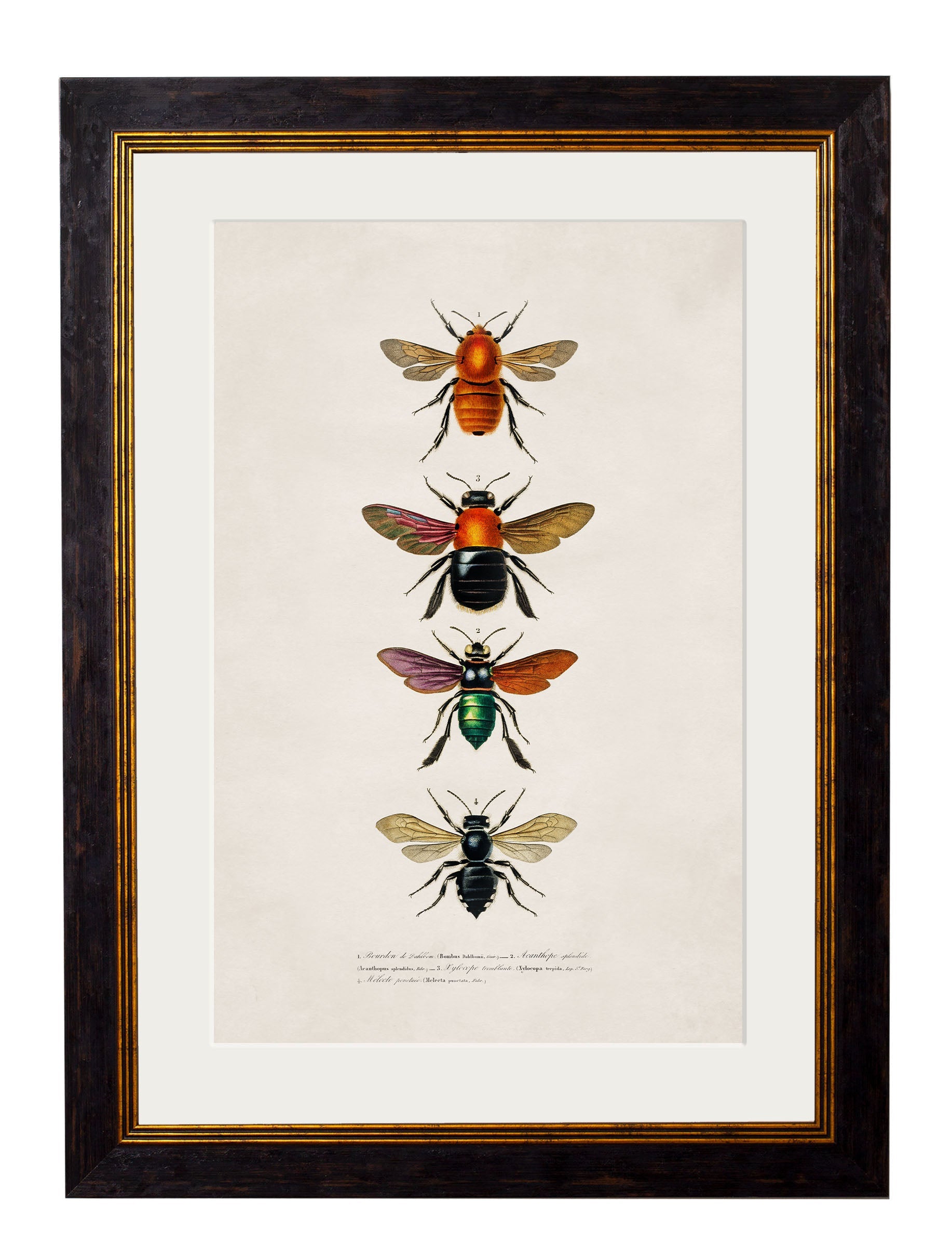 c.1892 Bees and Wasps