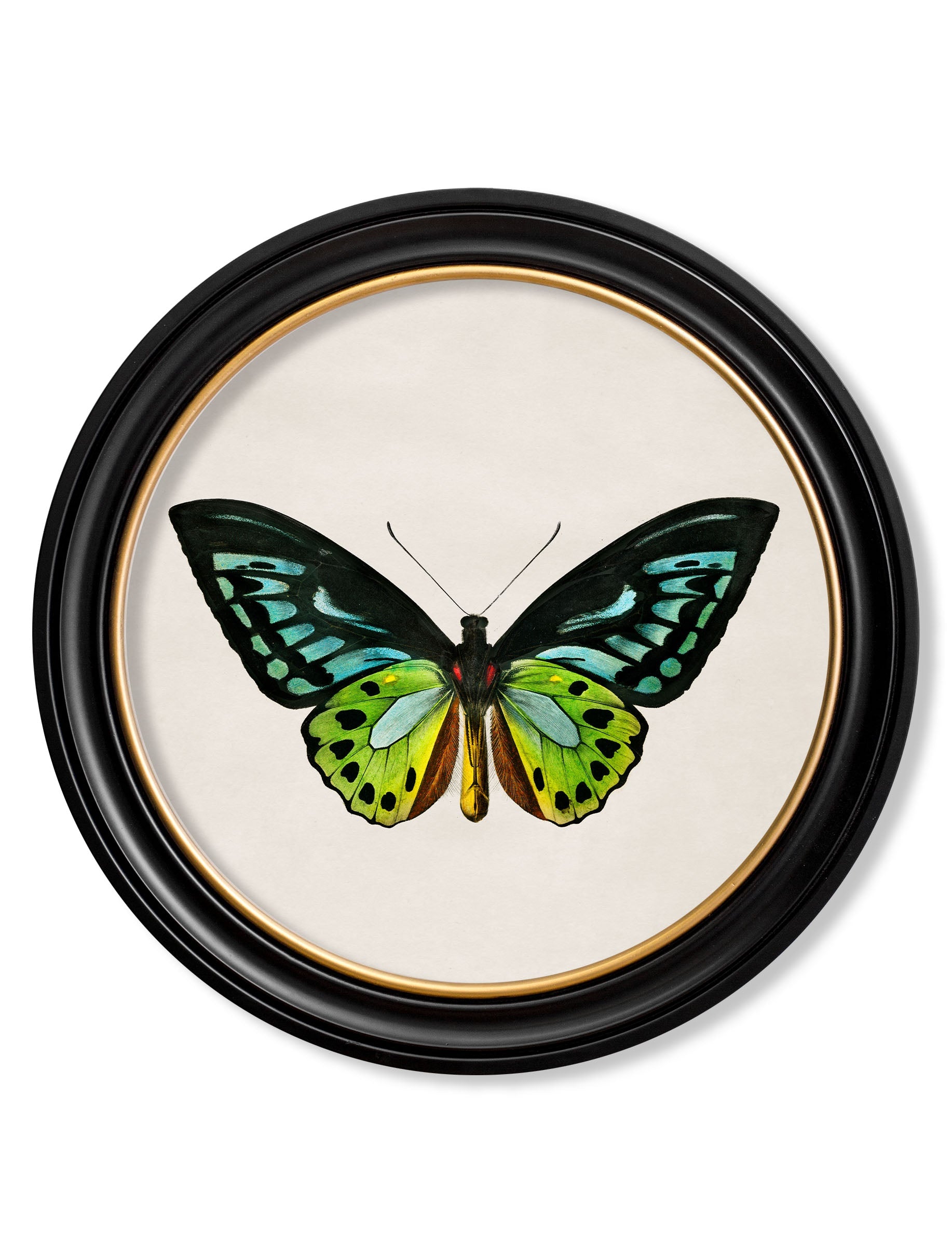 c.1836 Tropical Butterflies | Vintage Natural History Print in Round Frame