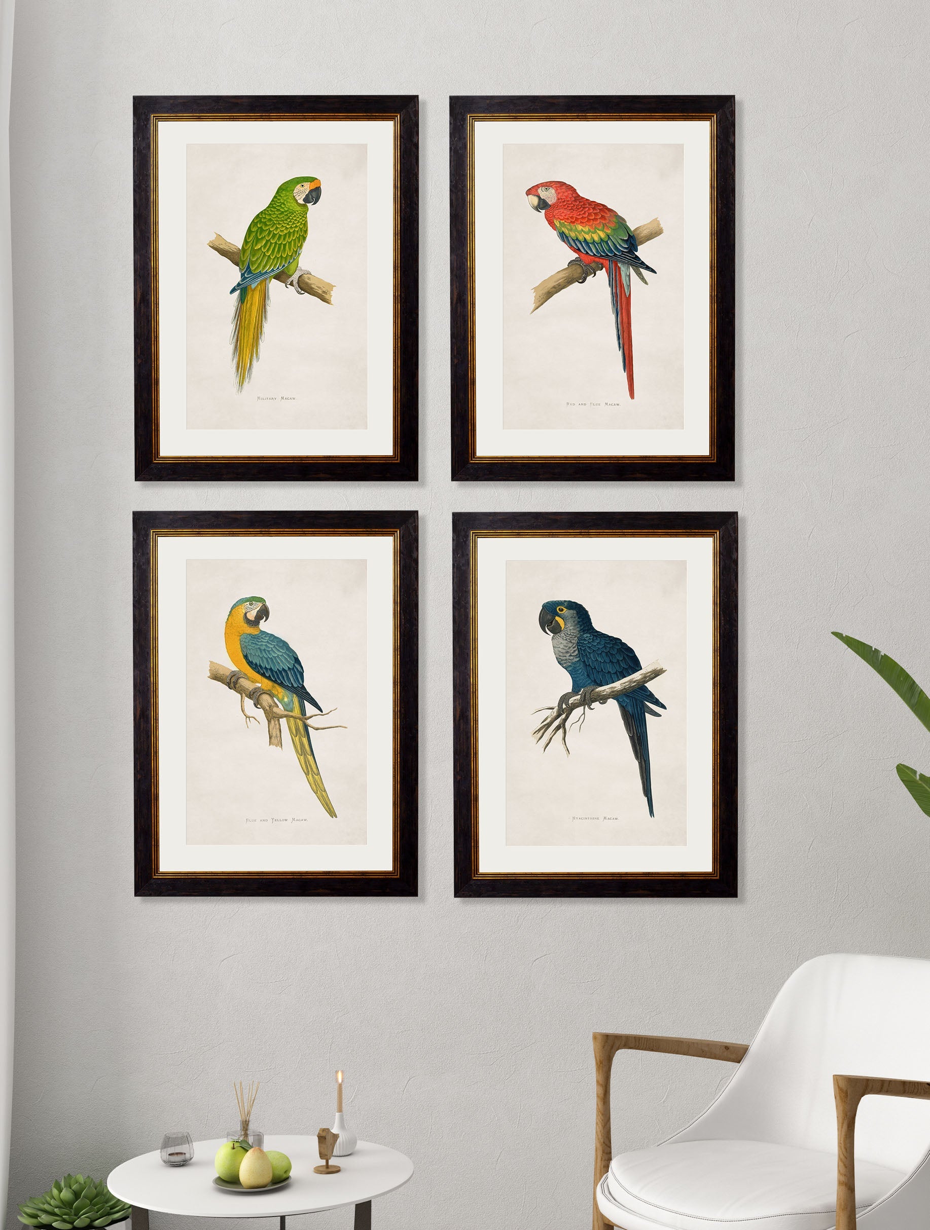 c.1884 Macaws