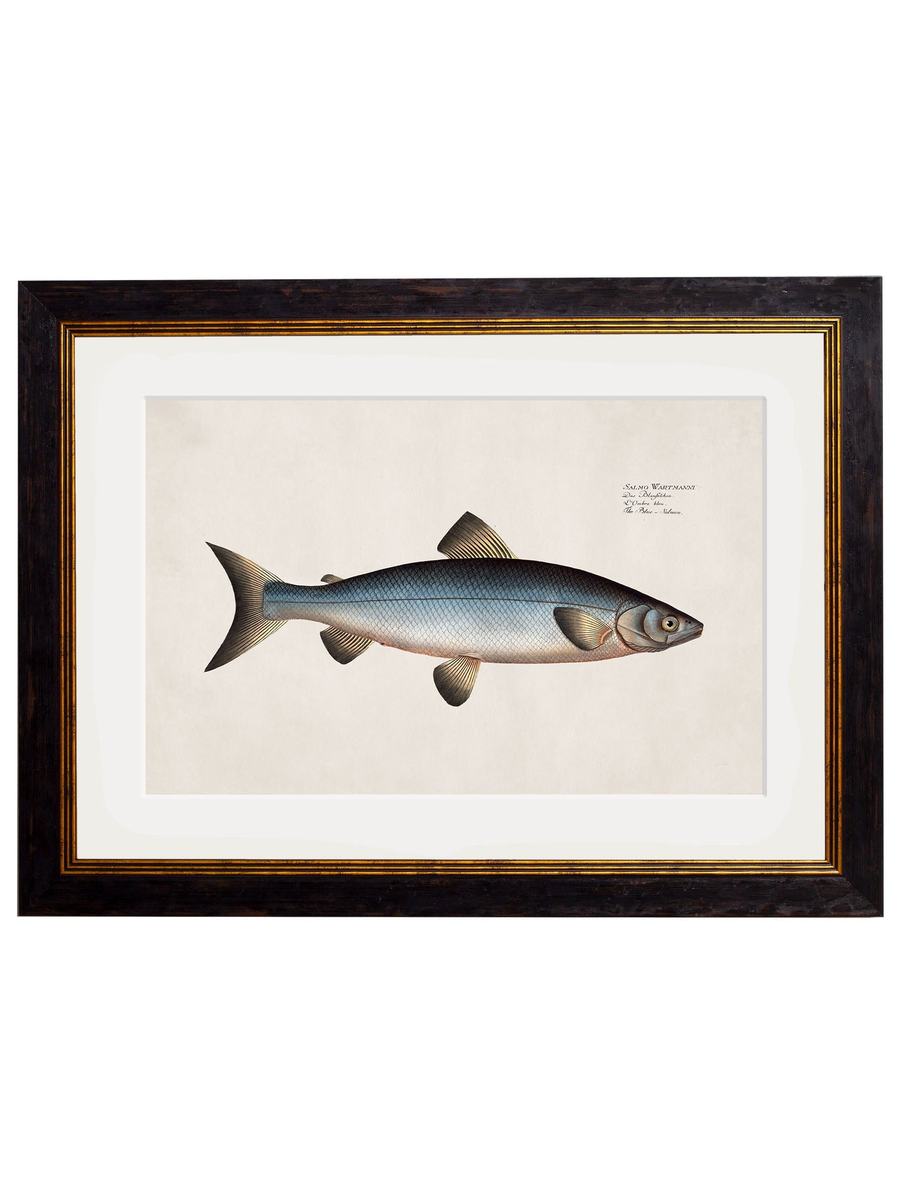 c.1785 Studies of Salmon | Vintage Natural History Framed Print