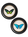 c.1836 Tropical Butterflies | Vintage Natural History Print in Round Frame