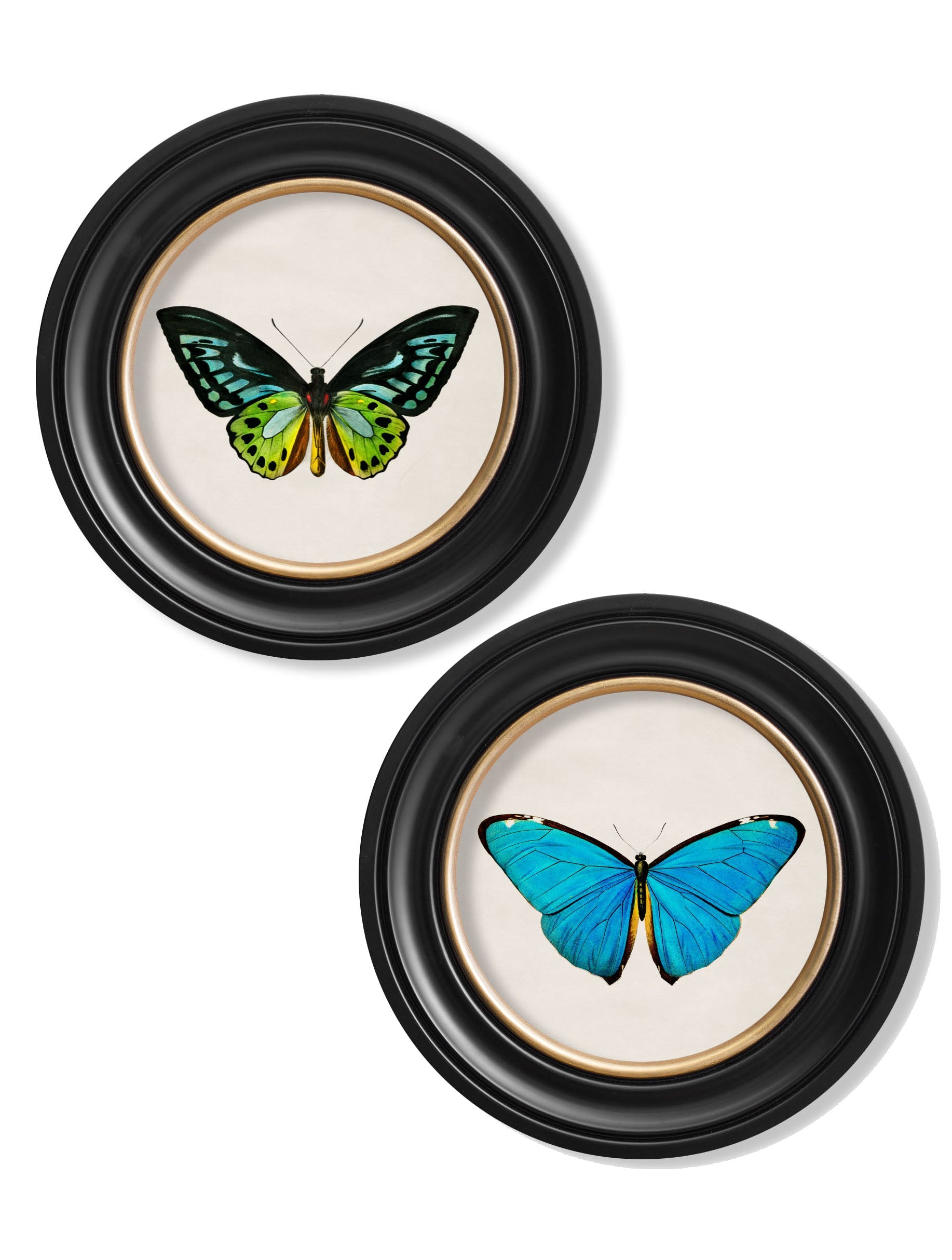c.1836 Tropical Butterflies | Vintage Natural History Print in Round Frame