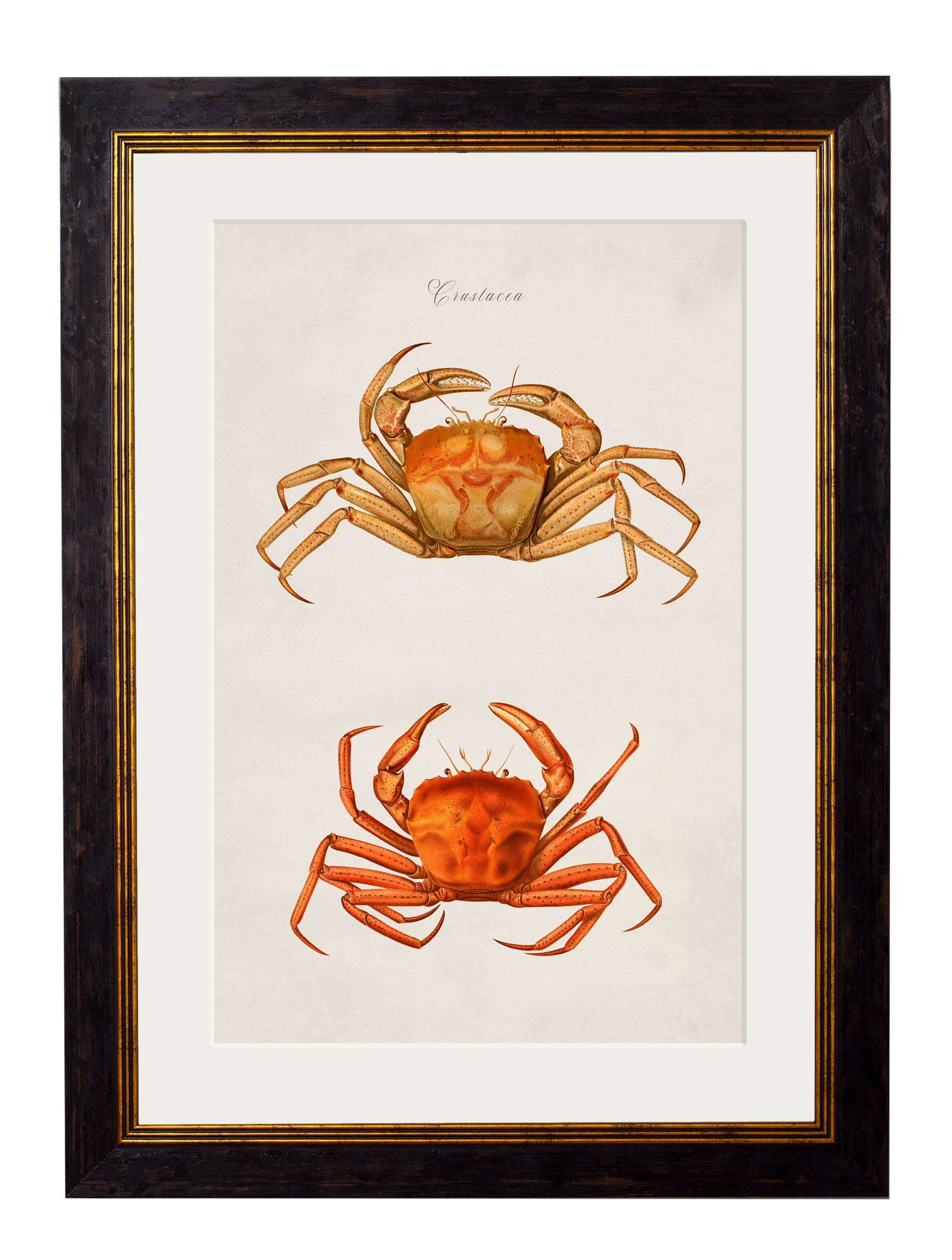 c.1876 Collection of Marine Animals | Vintage Natural History Framed Print
