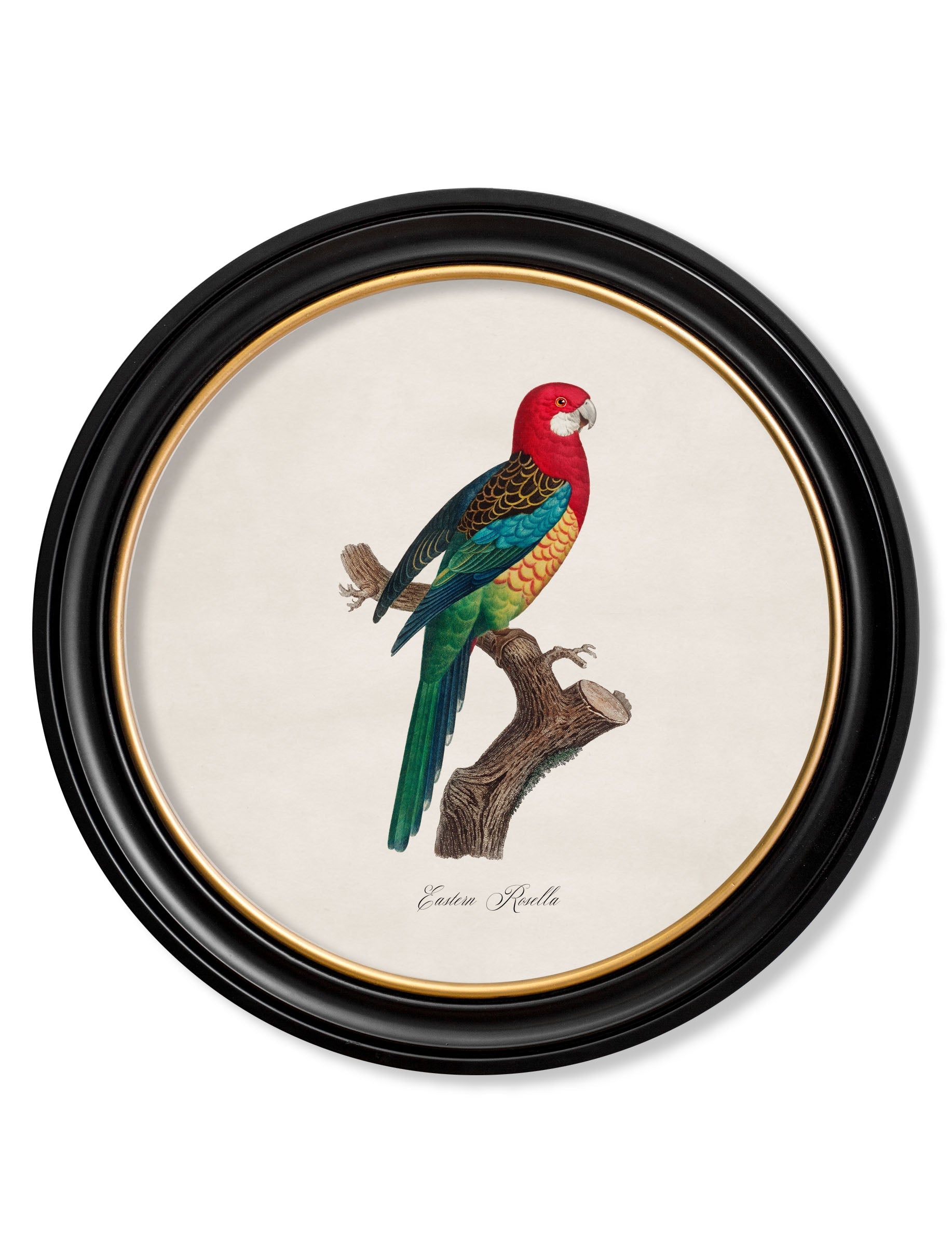 C.1800's Collection of Parrots in Round Frames 2