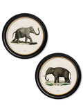 c.1846 Elephants in Round Frame