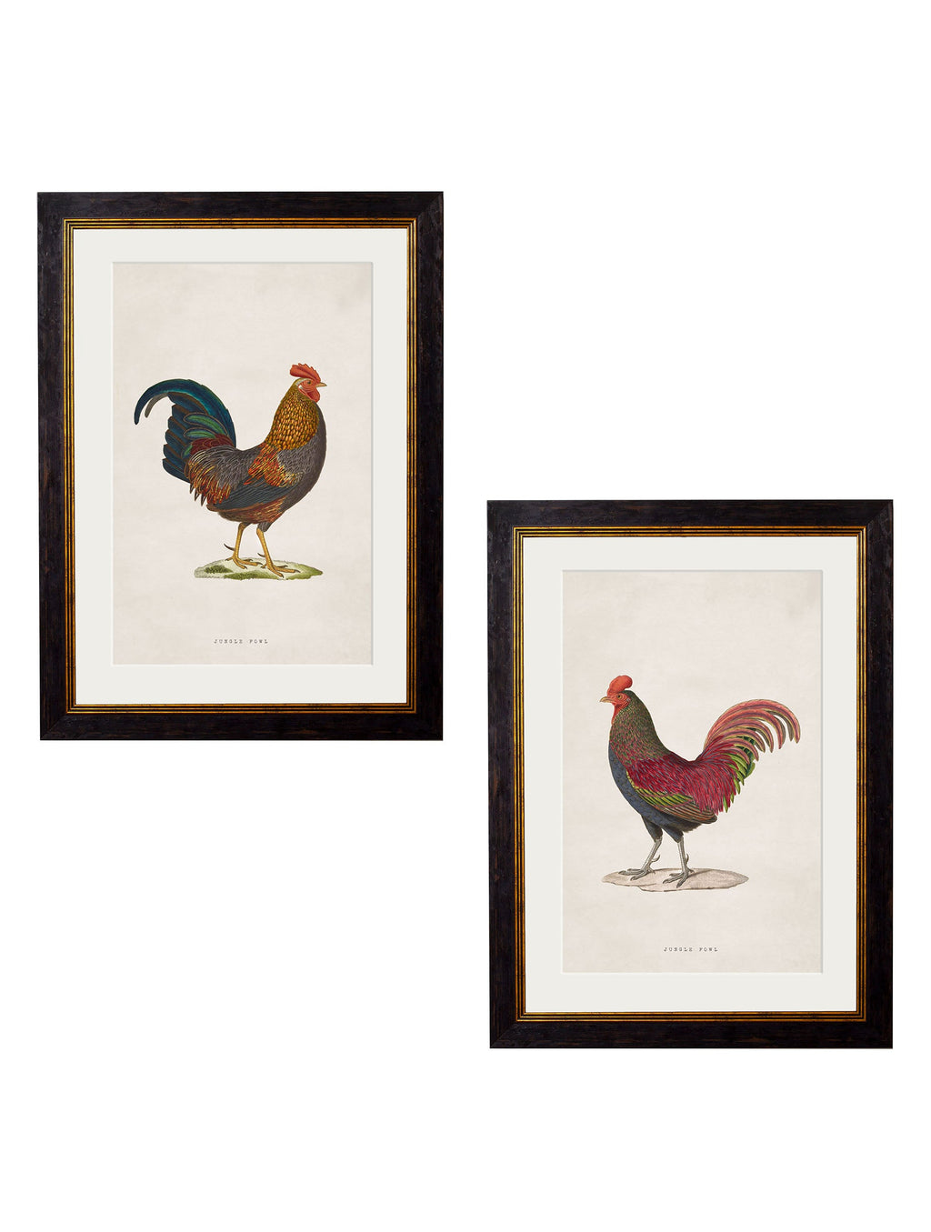 c.1838 Junglefowl | Vintage Bird Print in Oxford Slim Frame