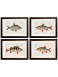 c.1785 Fresh Water Fish | Vintage Natural History Framed Print