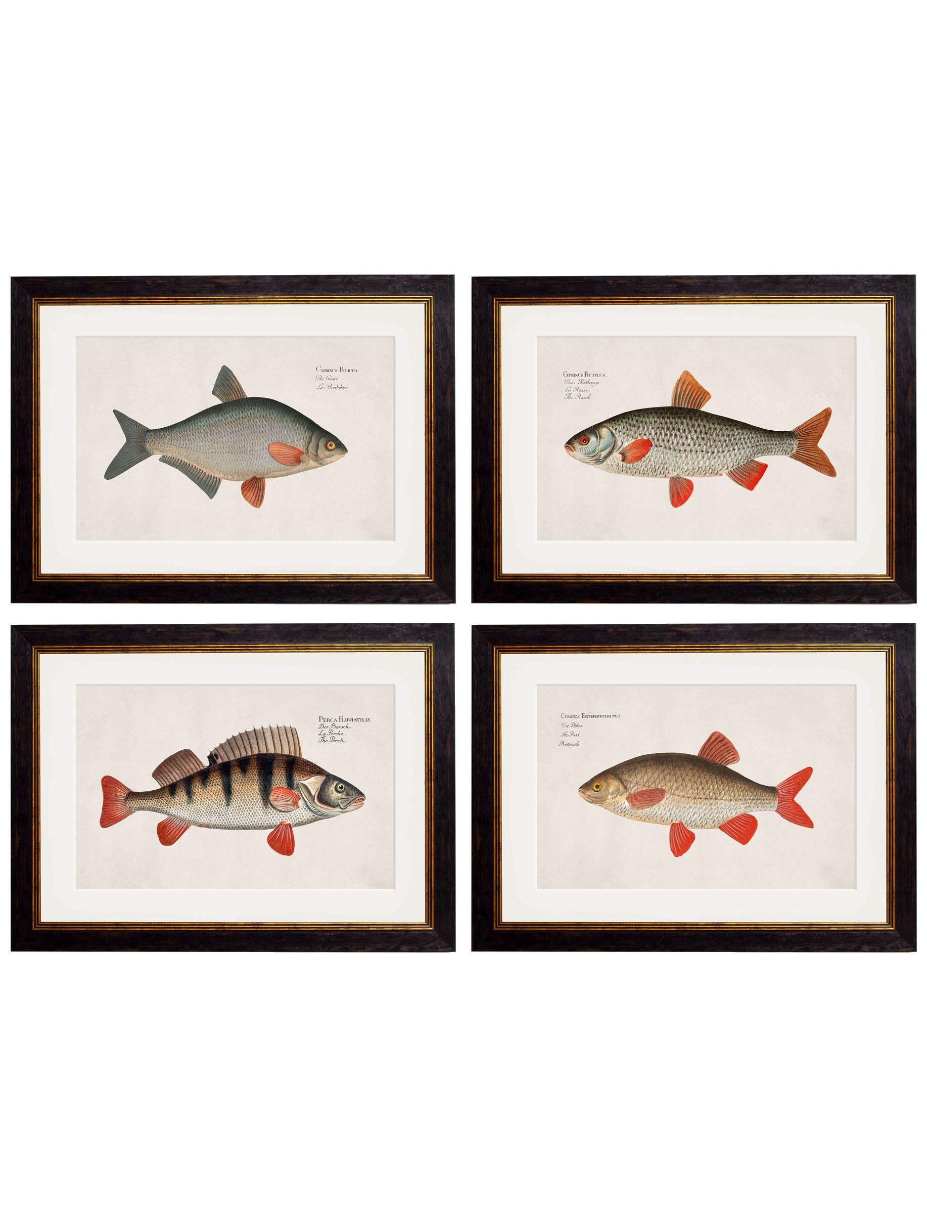 c.1785 Fresh Water Fish | Vintage Natural History Framed Print
