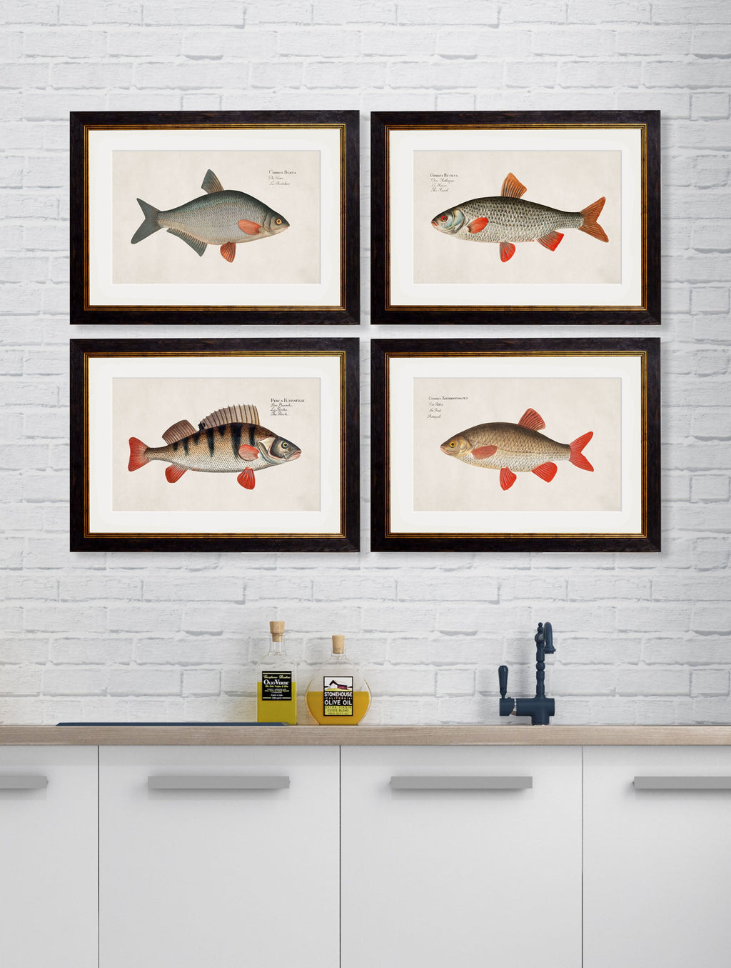 c.1785 Fresh Water Fish | Vintage Natural History Framed Print