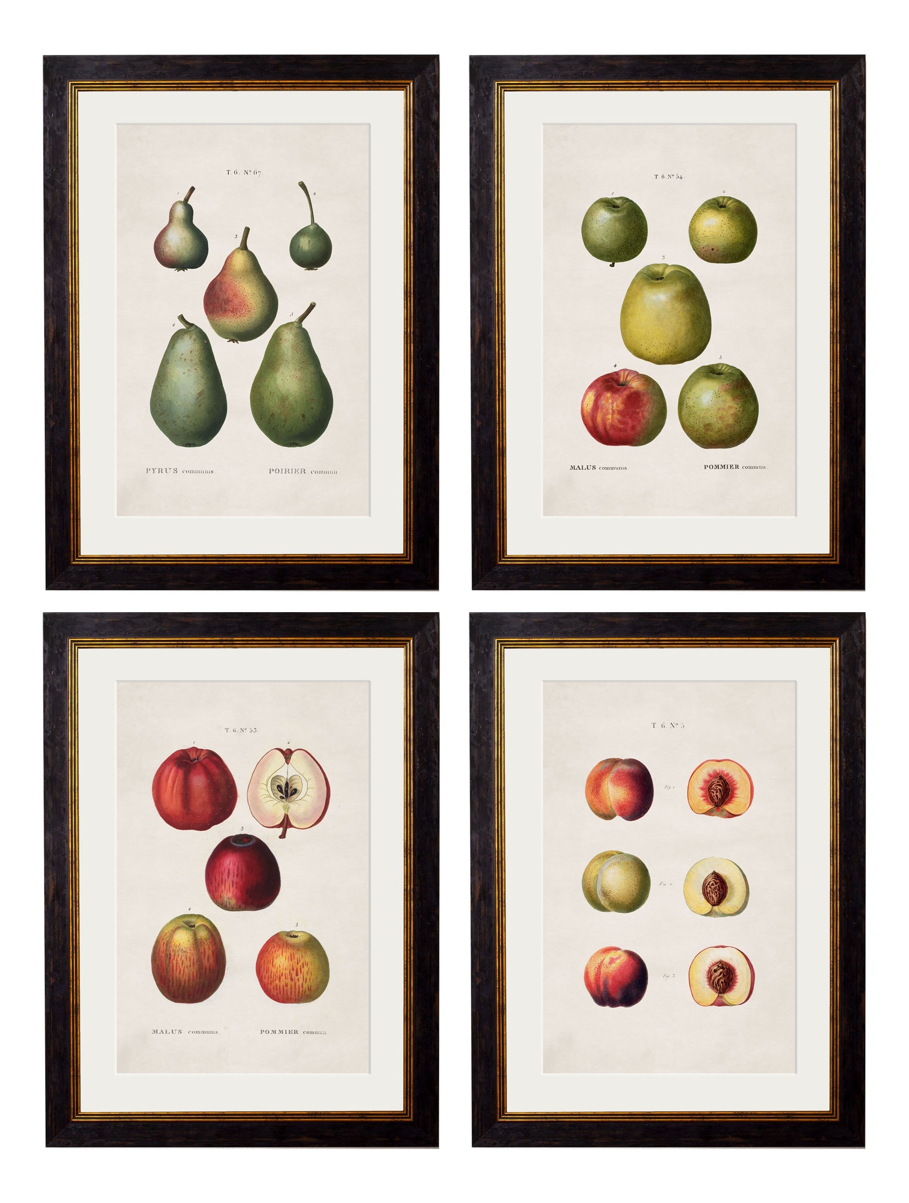 c.1819 Study of British Fruit | Vintage Botanical Framed Print