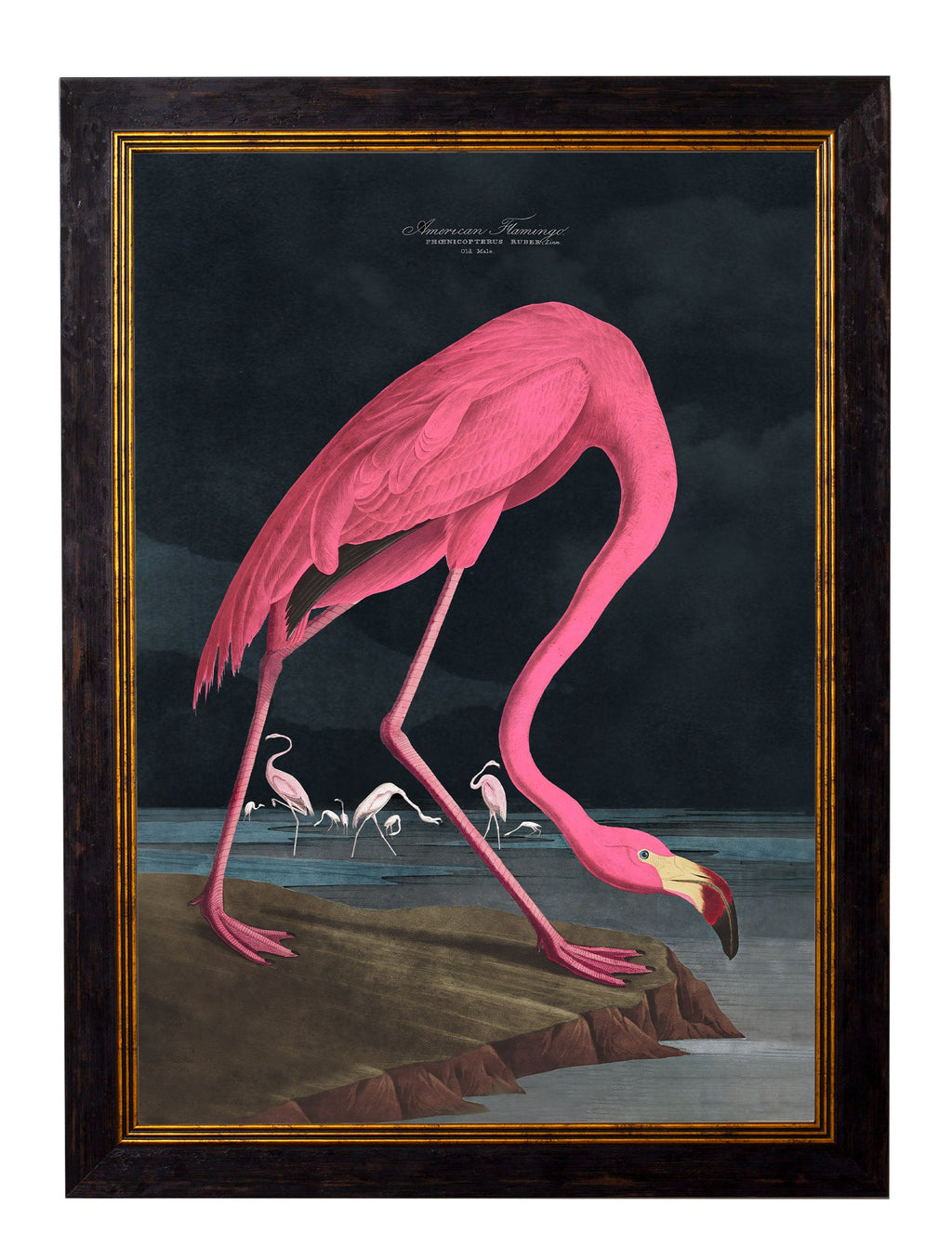 c.1838 Audubon's Flamingo - Dark