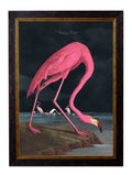 c.1838 Audubon's Flamingo - Dark