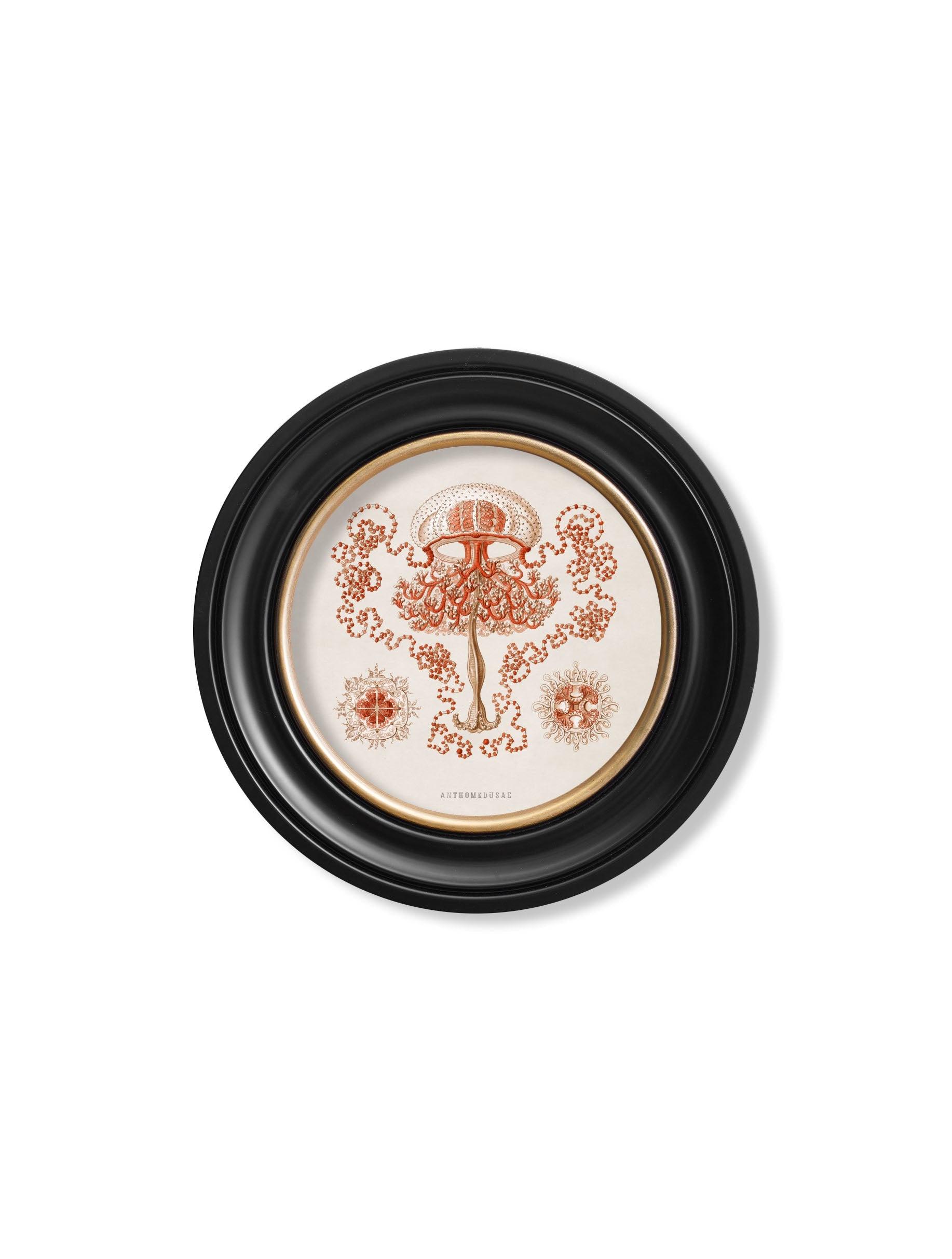 c.1904 Haeckel Sealife - Round Frames