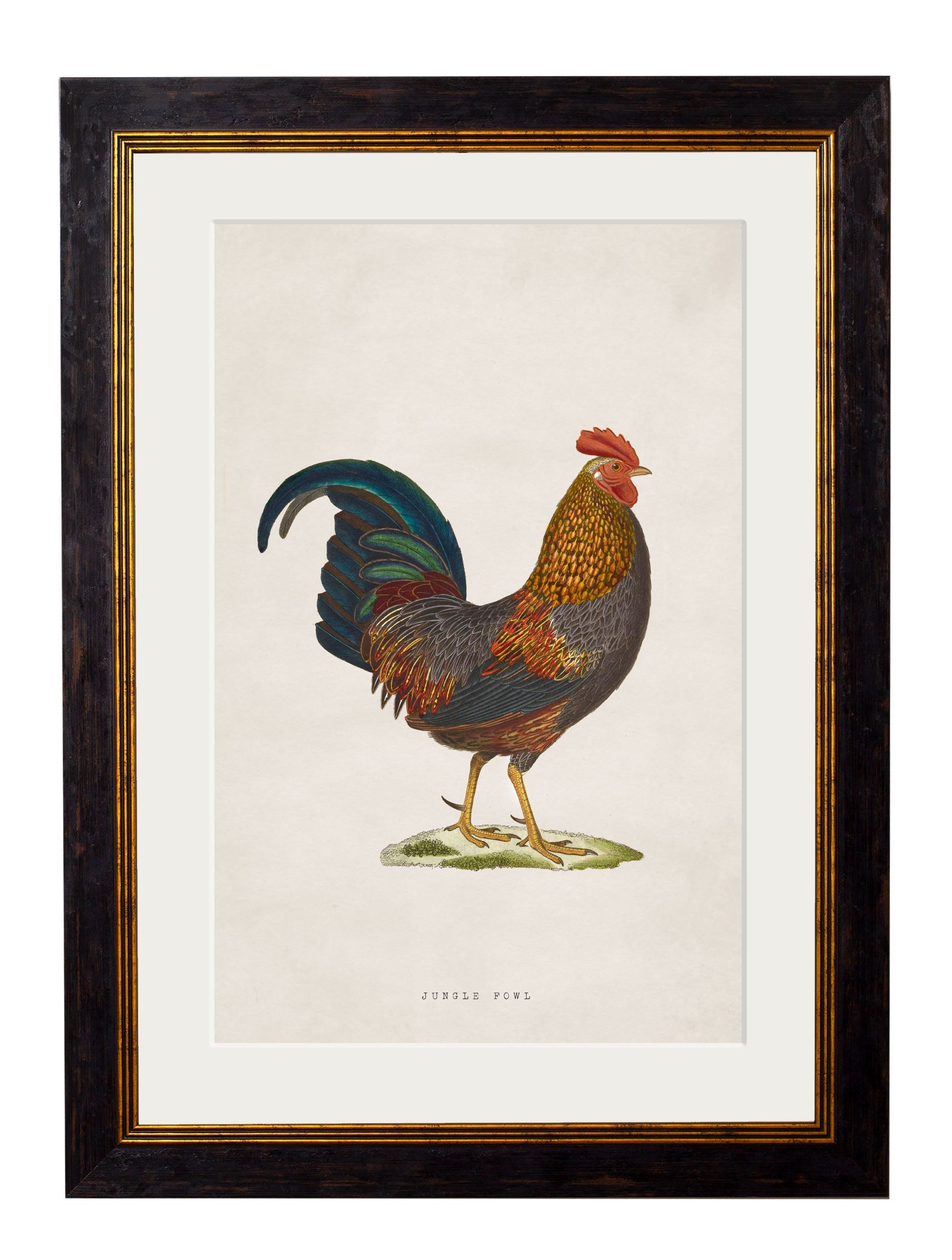 c.1838 Junglefowl | Vintage Bird Print in Oxford Slim Frame
