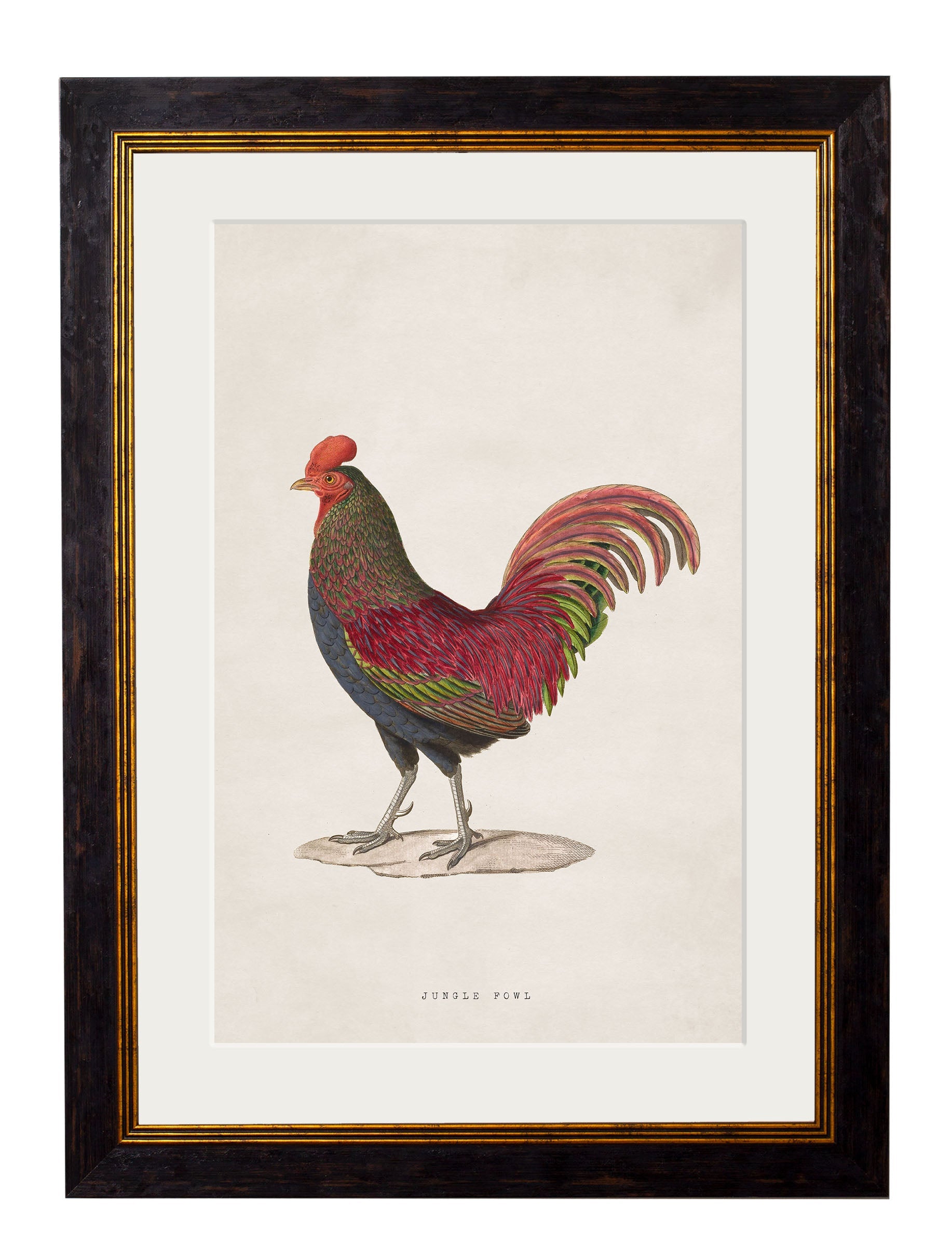 c.1838 Junglefowl | Vintage Bird Print in Oxford Slim Frame