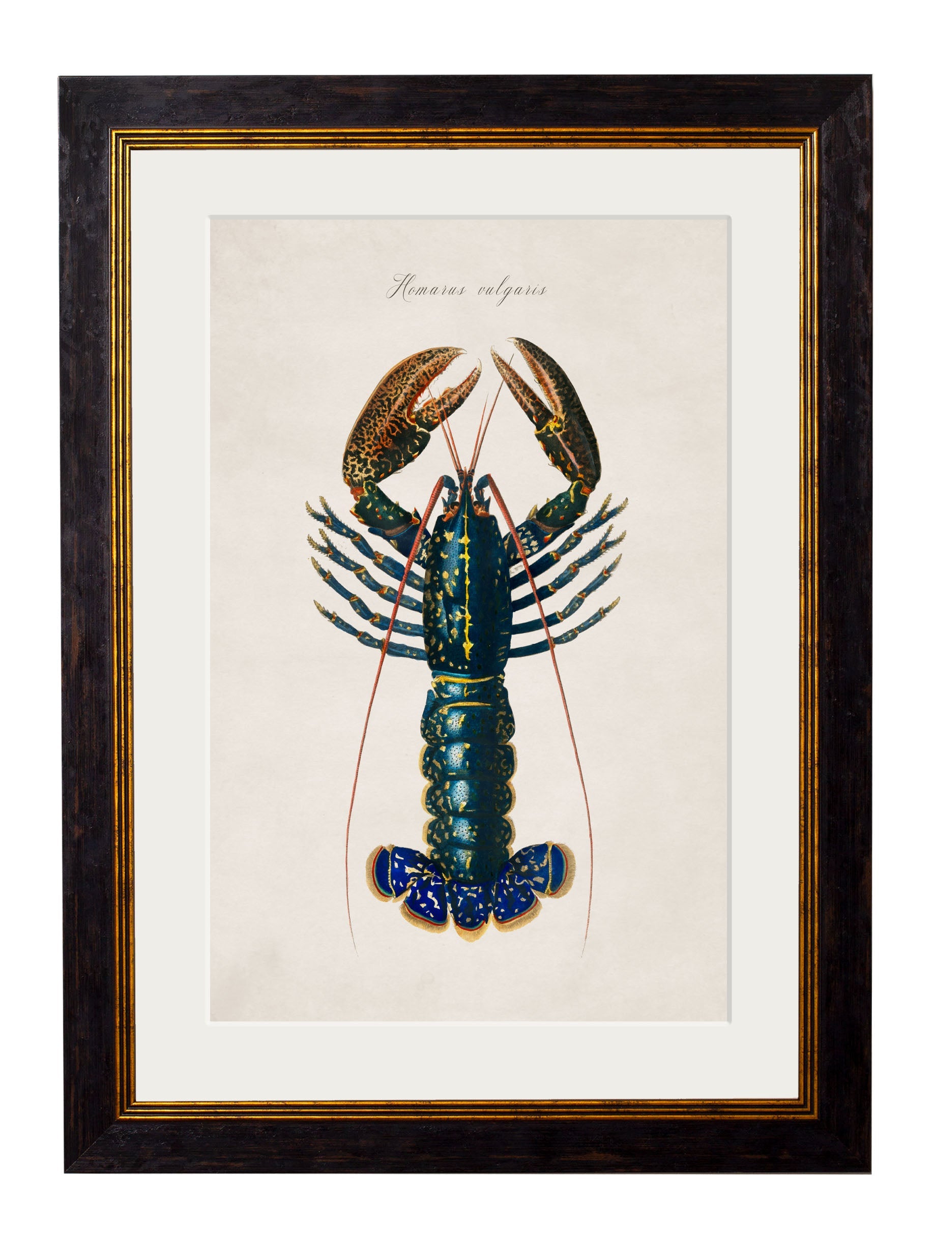 c.1876 Collection of Marine Animals | Vintage Natural History Framed Print