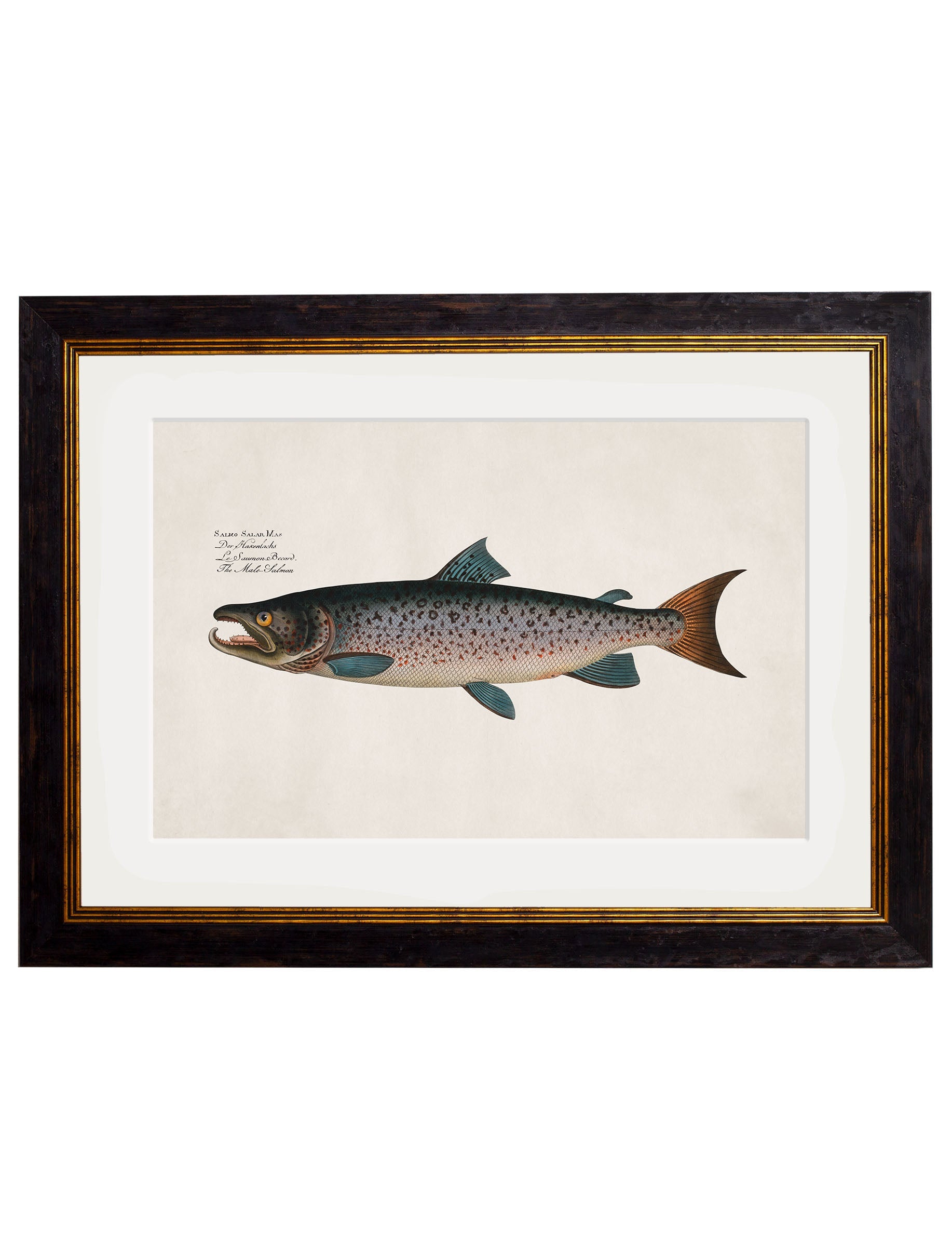 c.1785 Studies of Salmon | Vintage Natural History Framed Print