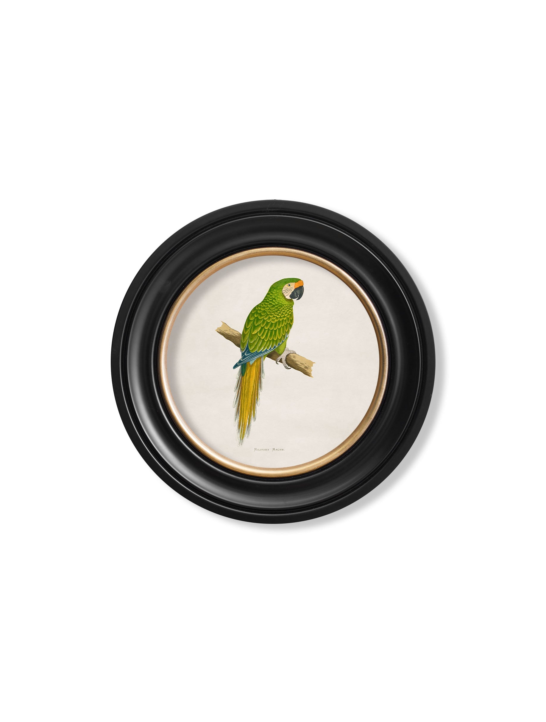 C.1884 Collection of Macaws in Round Frames