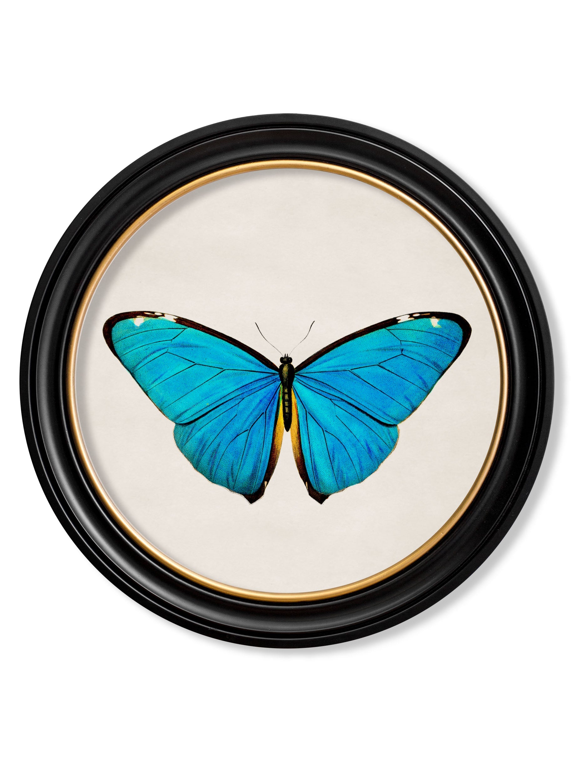 c.1836 Tropical Butterflies | Vintage Natural History Print in Round Frame