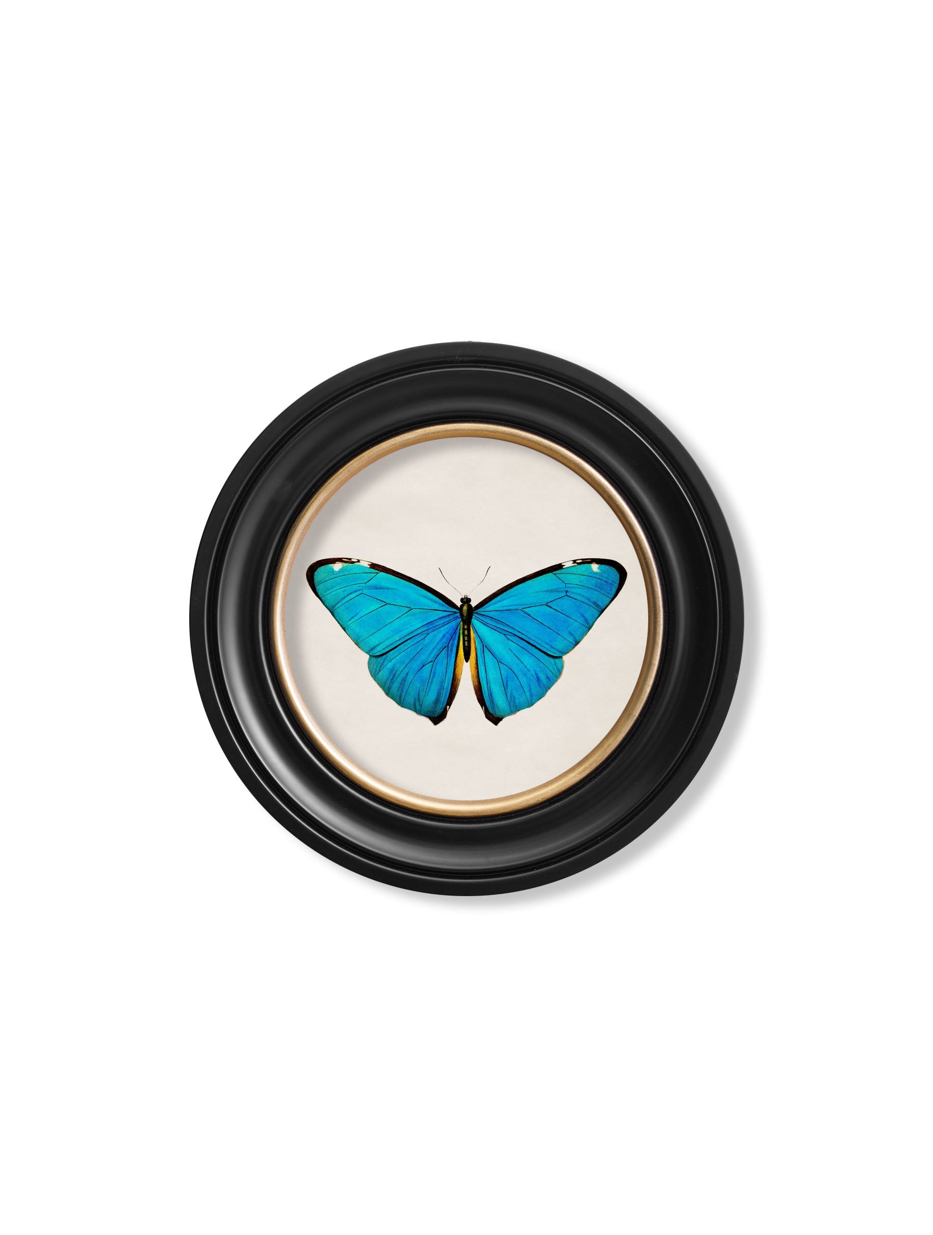 c.1836 Tropical Butterflies | Vintage Natural History Print in Round Frame