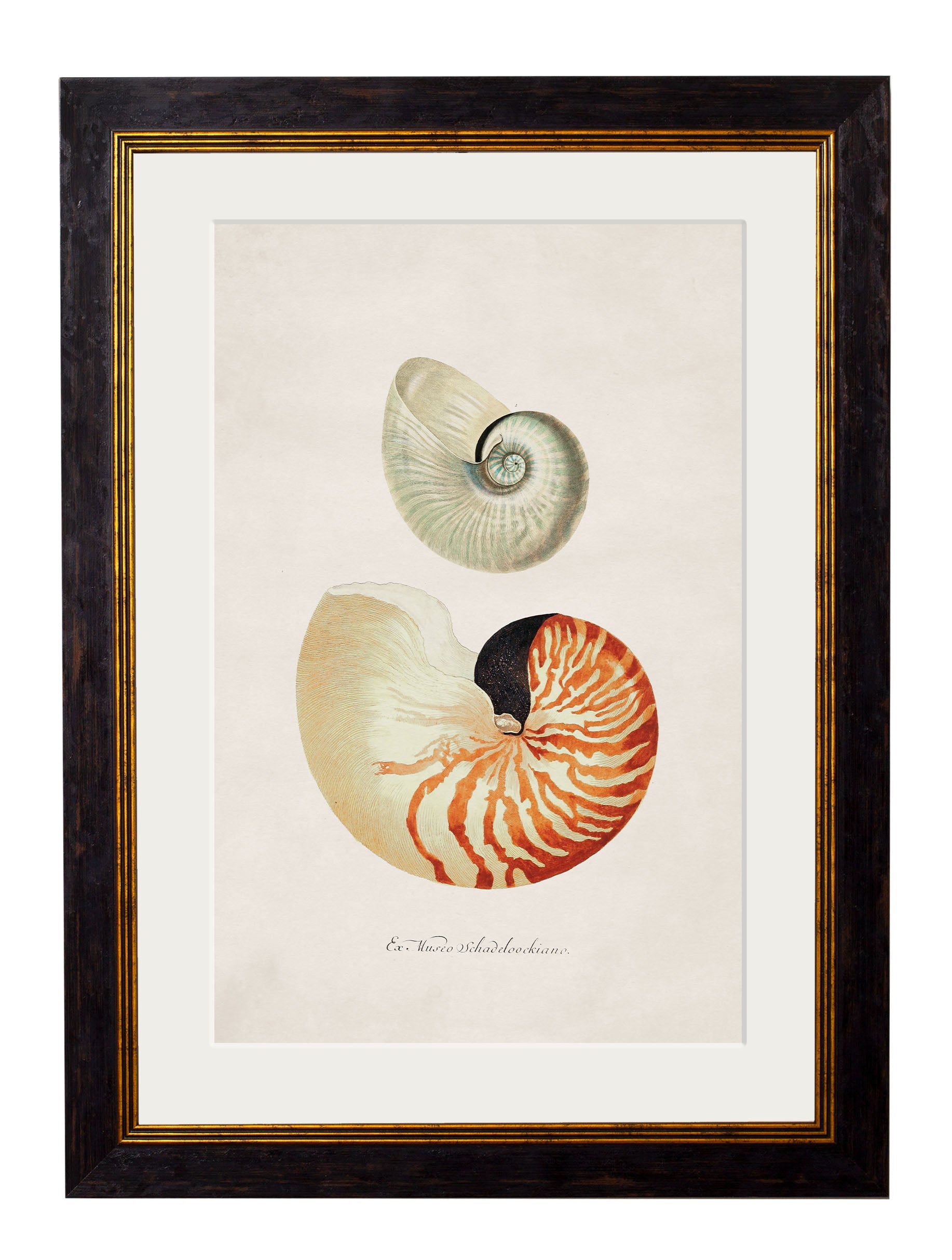 c.1848 Studies of Shells | Vintage Natural History Framed Print