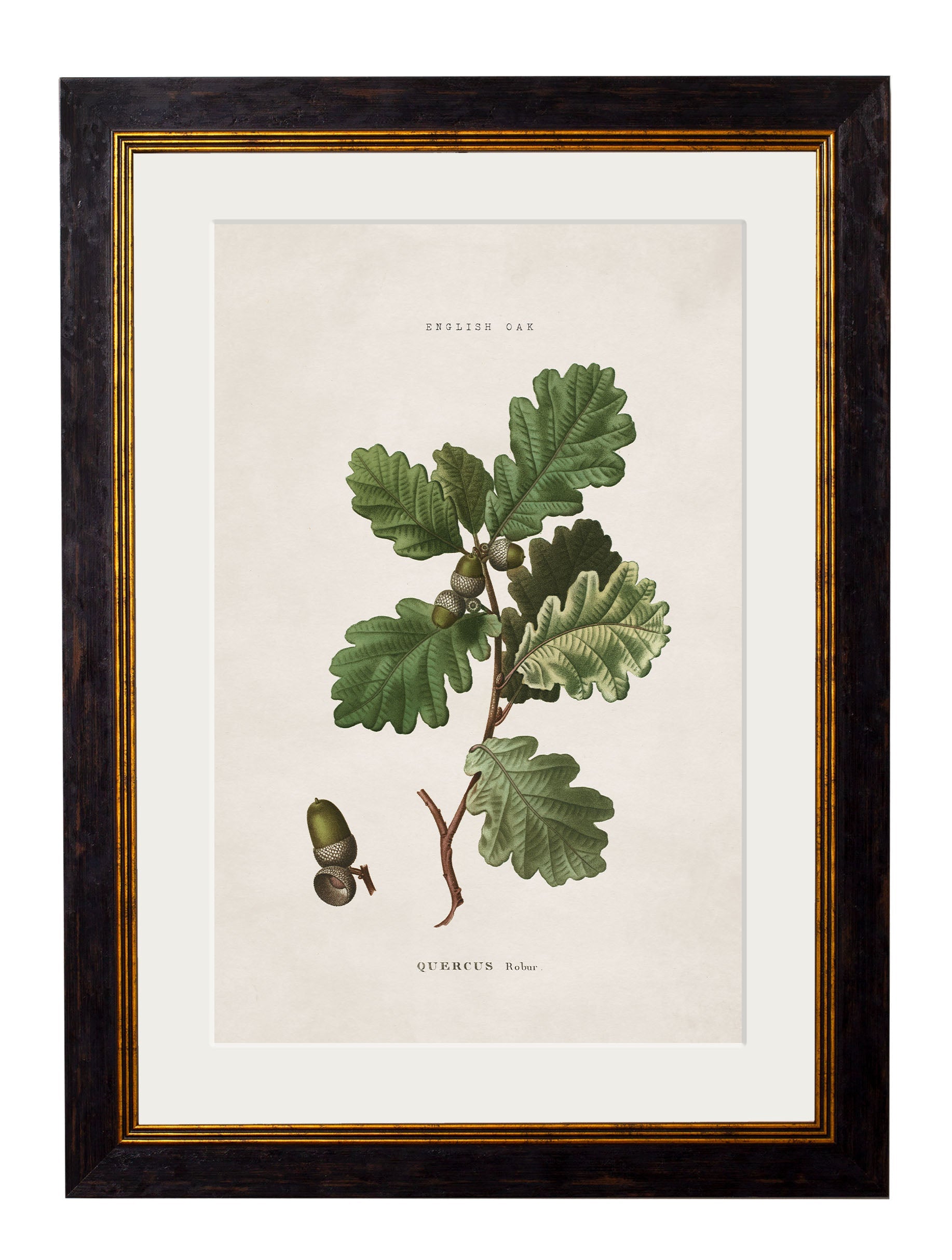 c.1819 Study of British Leaves and Pinecones | Vintage Botanical Framed Print