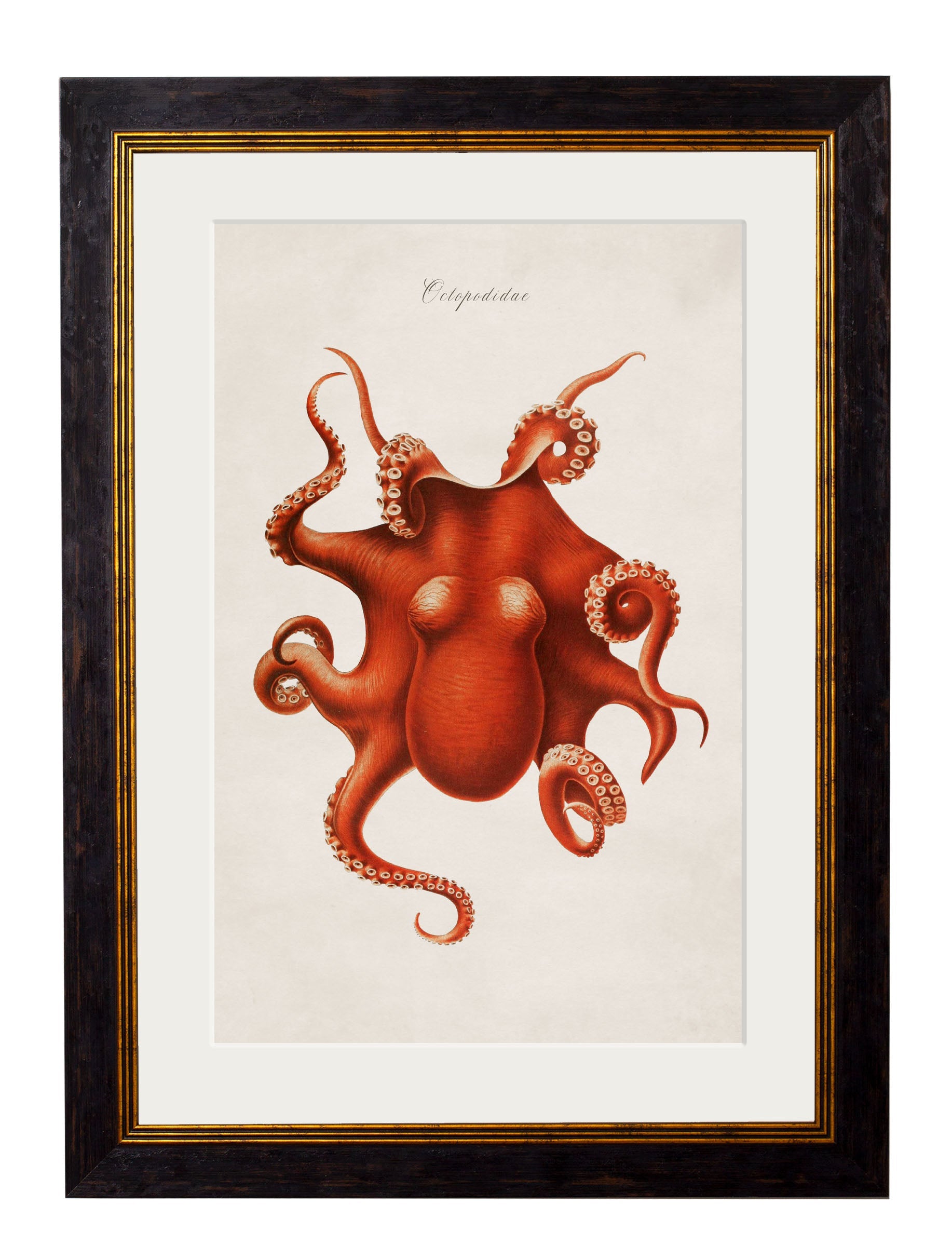 c.1876 Collection of Marine Animals | Vintage Natural History Framed Print