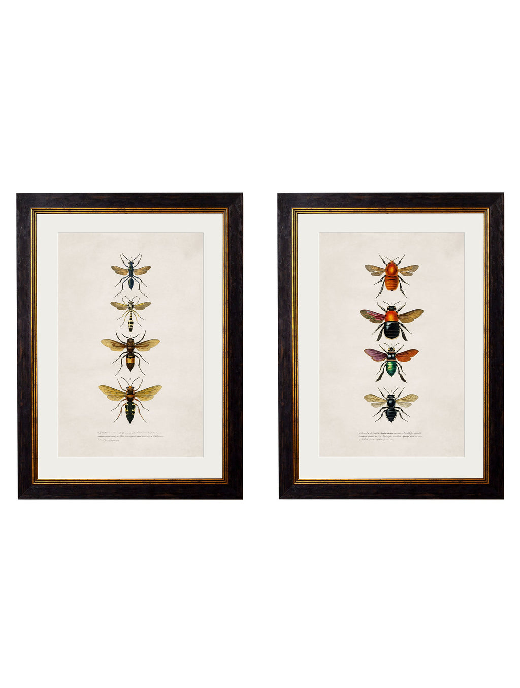 c.1892 Bees and Wasps