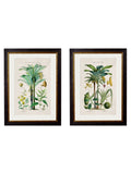 c.1877 Tropical Plants Used as Food and Clothing