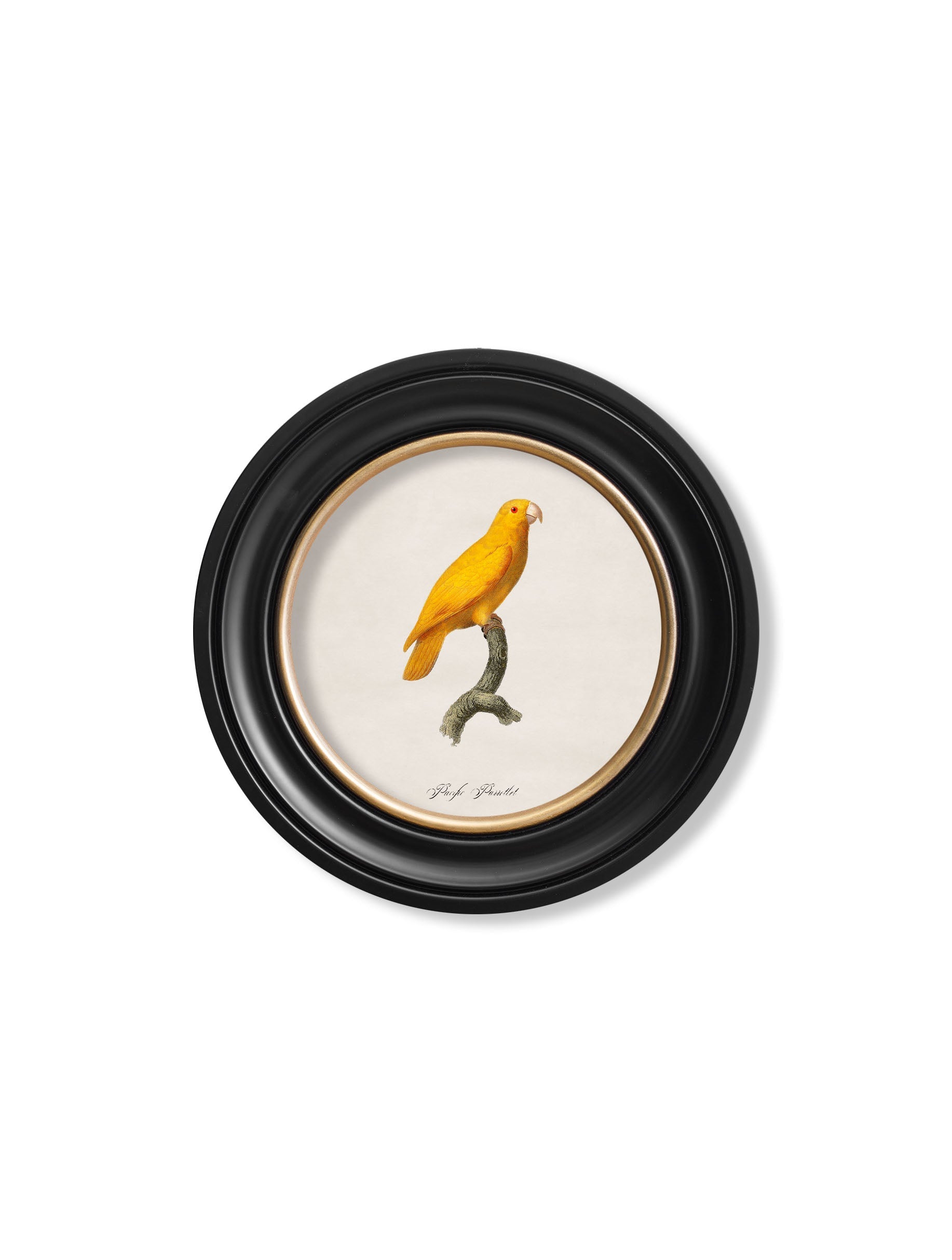 C.1800's Collection of Parrots in Round Frames 2