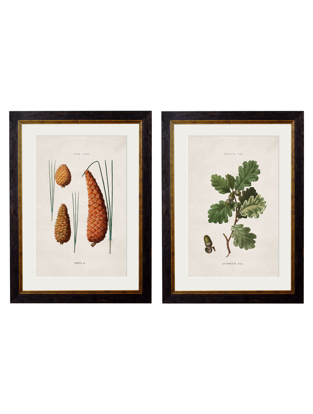 c.1819 Study of British Leaves and Pinecones | Vintage Botanical Framed Print
