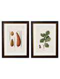 c.1819 Study of British Leaves and Pinecones | Vintage Botanical Framed Print