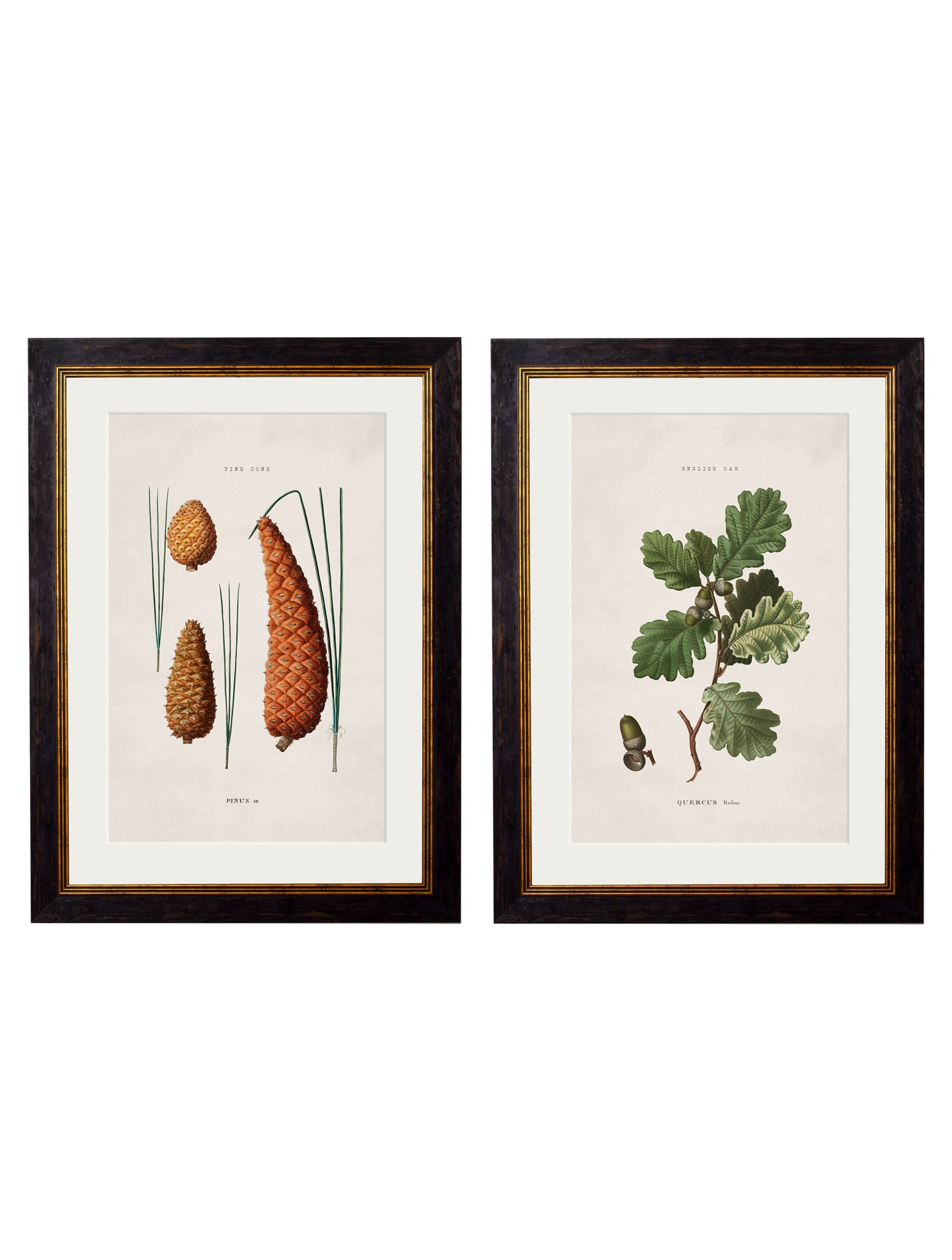 c.1819 Study of British Leaves and Pinecones | Vintage Botanical Framed Print