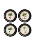 c.1843 Studies of South American Palm Trees in Round Frames