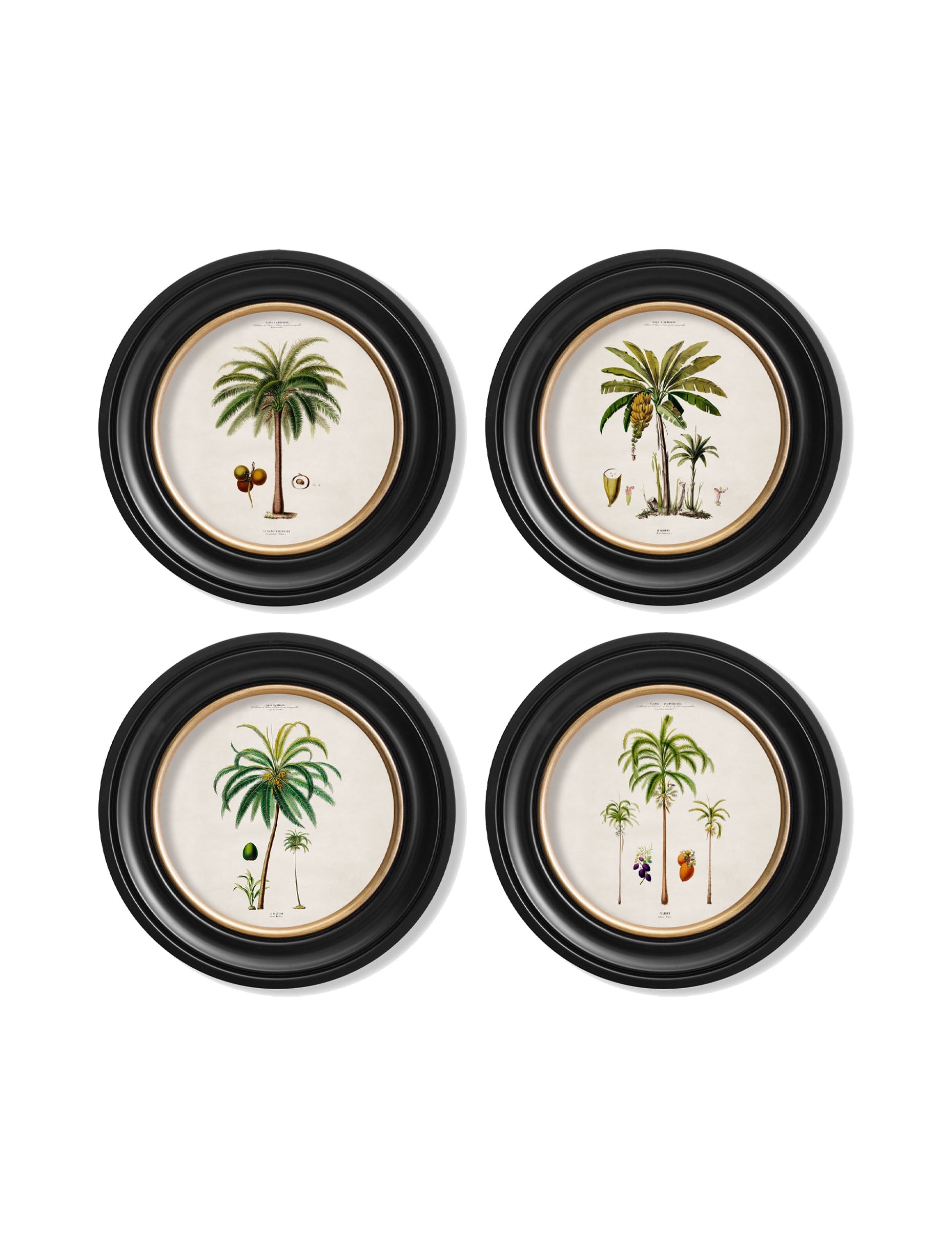 c.1843 Studies of South American Palm Trees in Round Frames